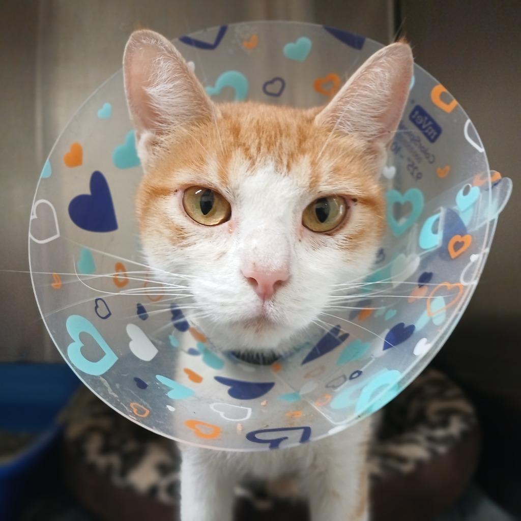 Chuset, a Adoptable mixed breed in Fall River, MA image 3/6