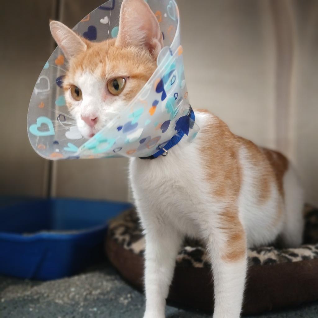 Chuset, a Adoptable mixed breed in Fall River, MA image 4/6