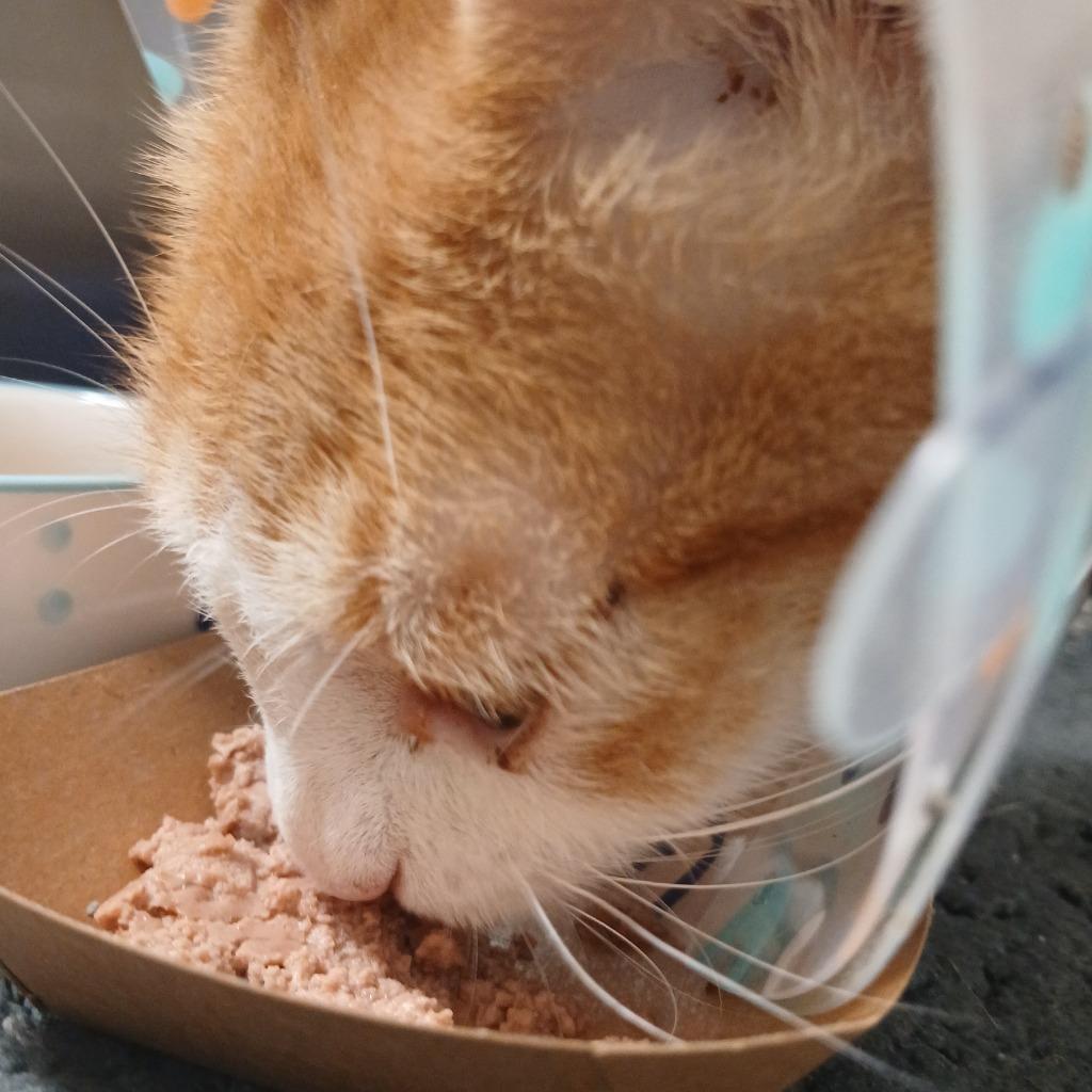 Chuset, a Adoptable mixed breed in Fall River, MA image 5/6