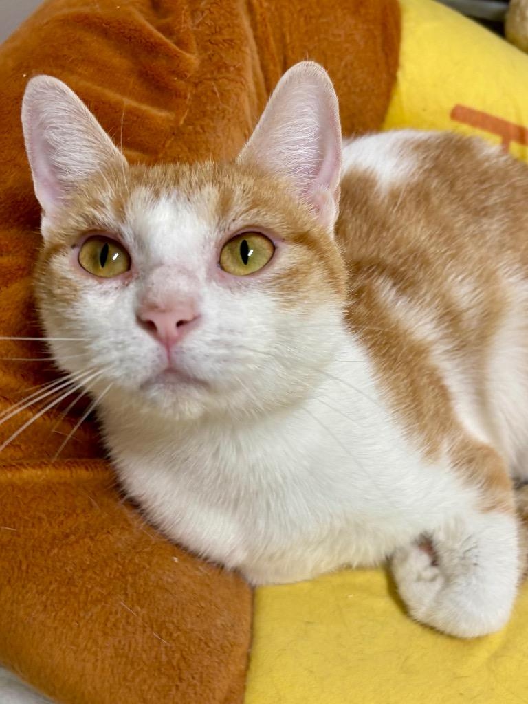 Chuset, a Adoptable mixed breed in Fall River, MA image 6/6