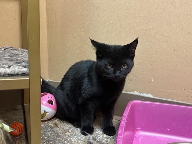 Mystery, Adoptable, Kitten Female Domestic Short Hair.