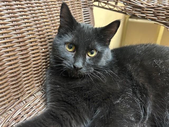 Mystery, a Adoptable Domestic Short Hair in Chicago, IL image 1/4