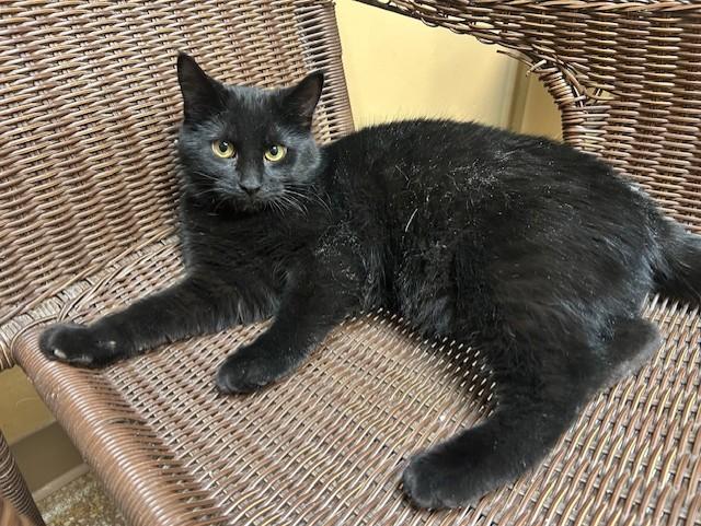 Mystery, a Adoptable Domestic Short Hair in Chicago, IL image 2/4