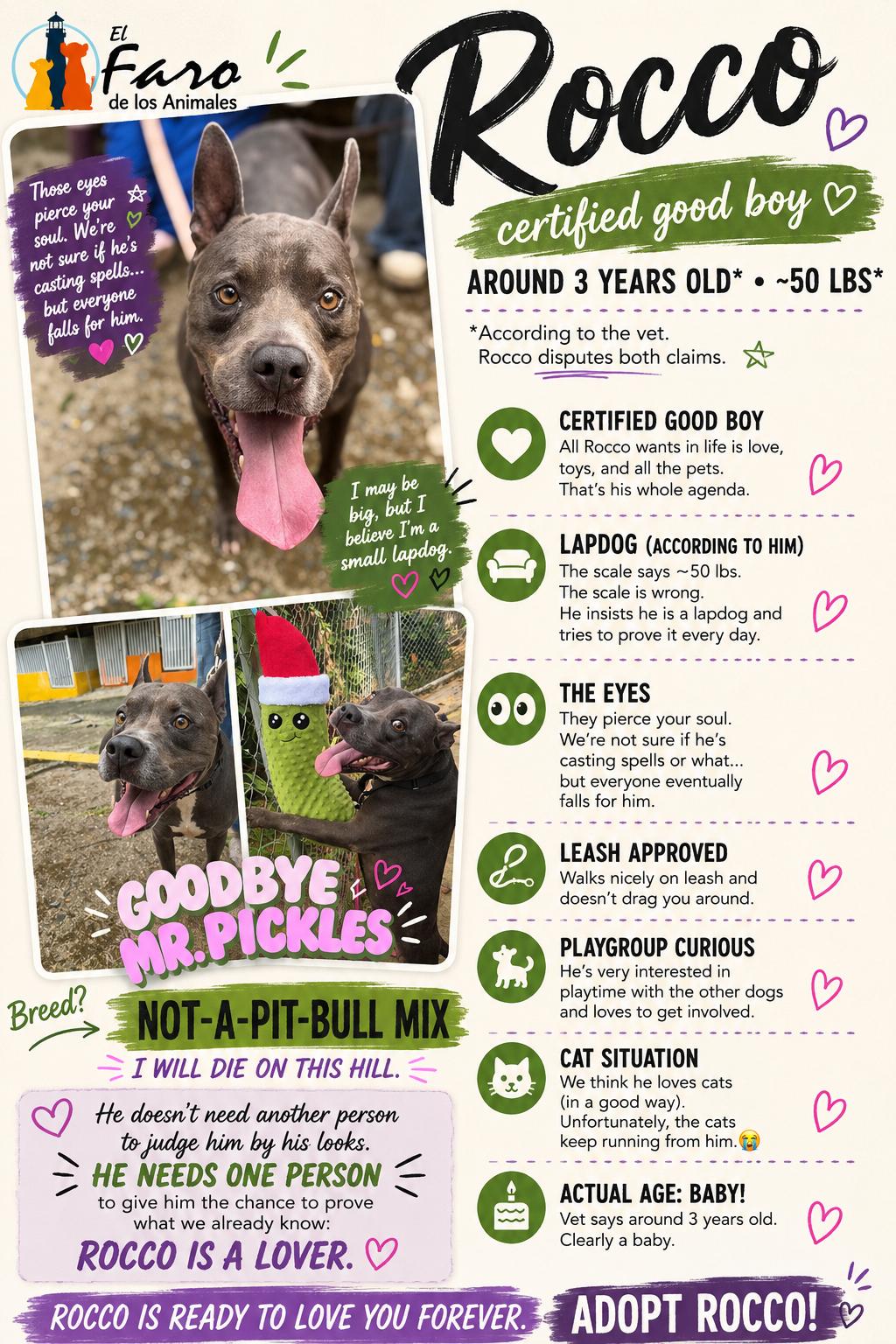 Enlarge ROcco, a Adoptable mixed breed in Atlantic City, NJ image 1/5