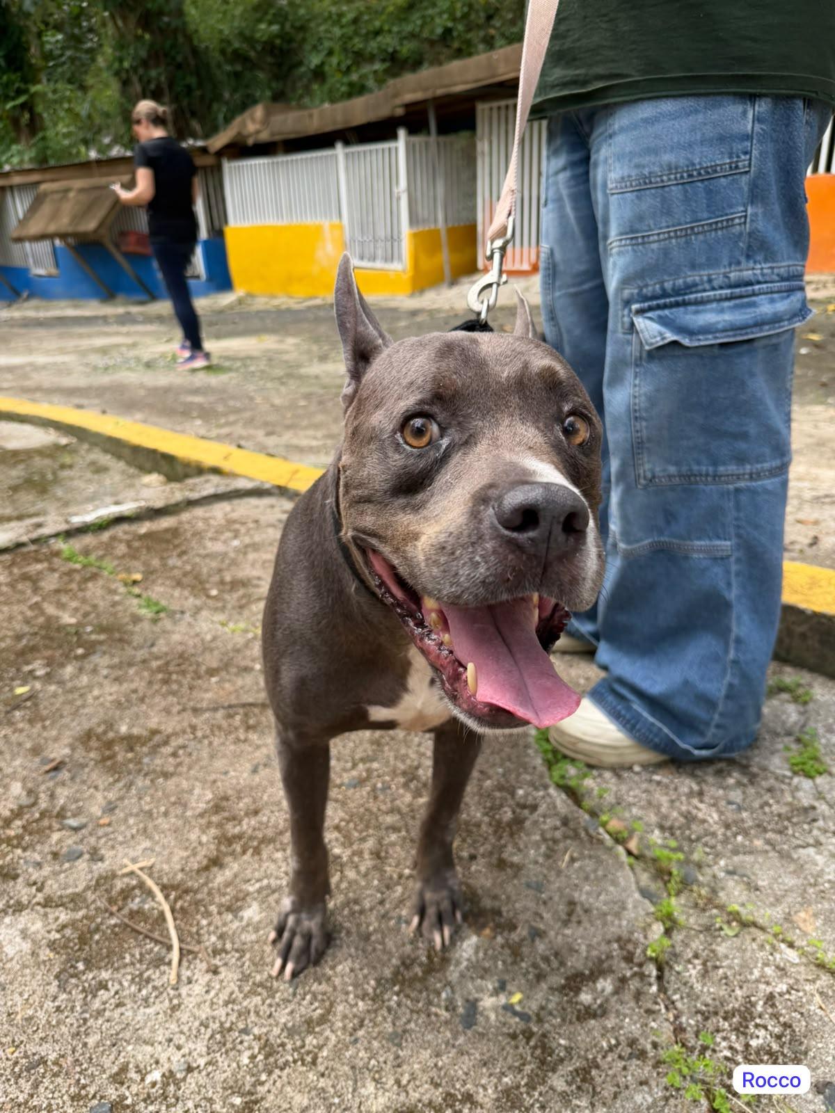 Enlarge ROcco, a Adoptable mixed breed in Atlantic City, NJ image 4/5