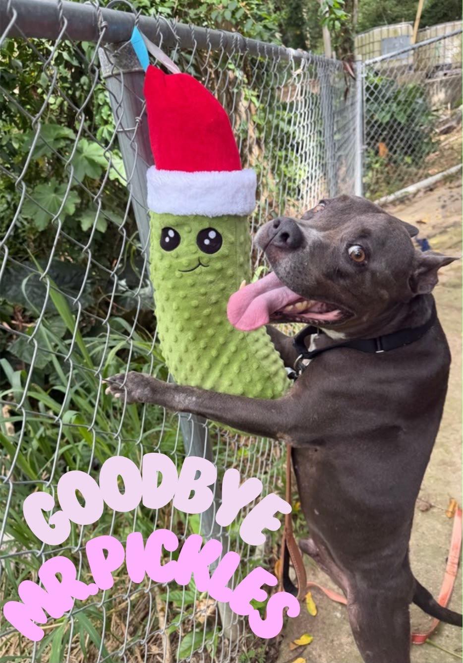 Enlarge ROcco, a Adoptable mixed breed in Atlantic City, NJ image 2/5