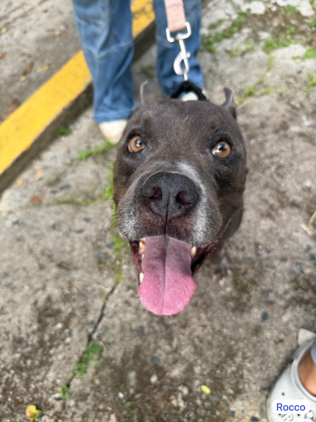 Enlarge ROcco, a Adoptable mixed breed in Atlantic City, NJ image 3/5