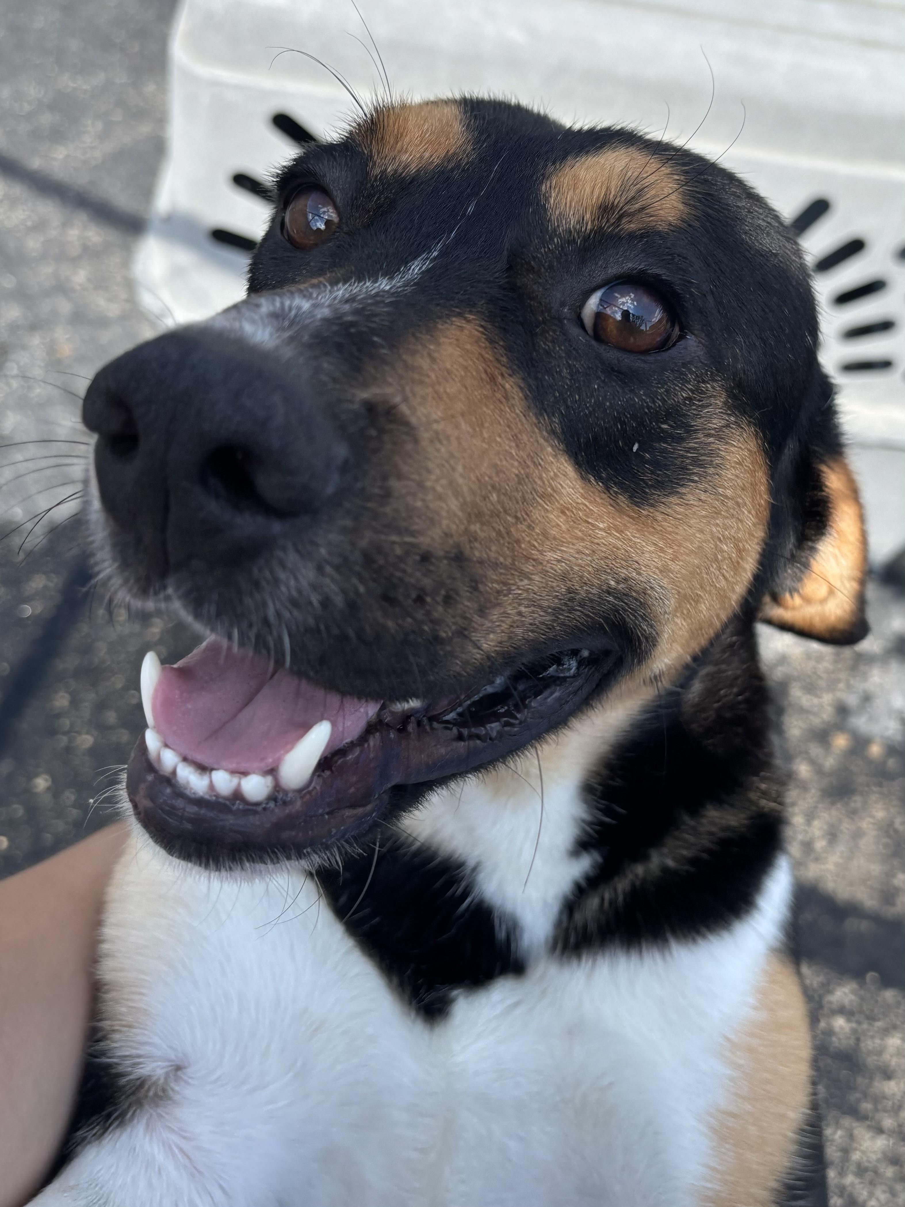 Enlarge Nelson, a ADOPTABLE mixed breed in Joliet, IL image 2/4