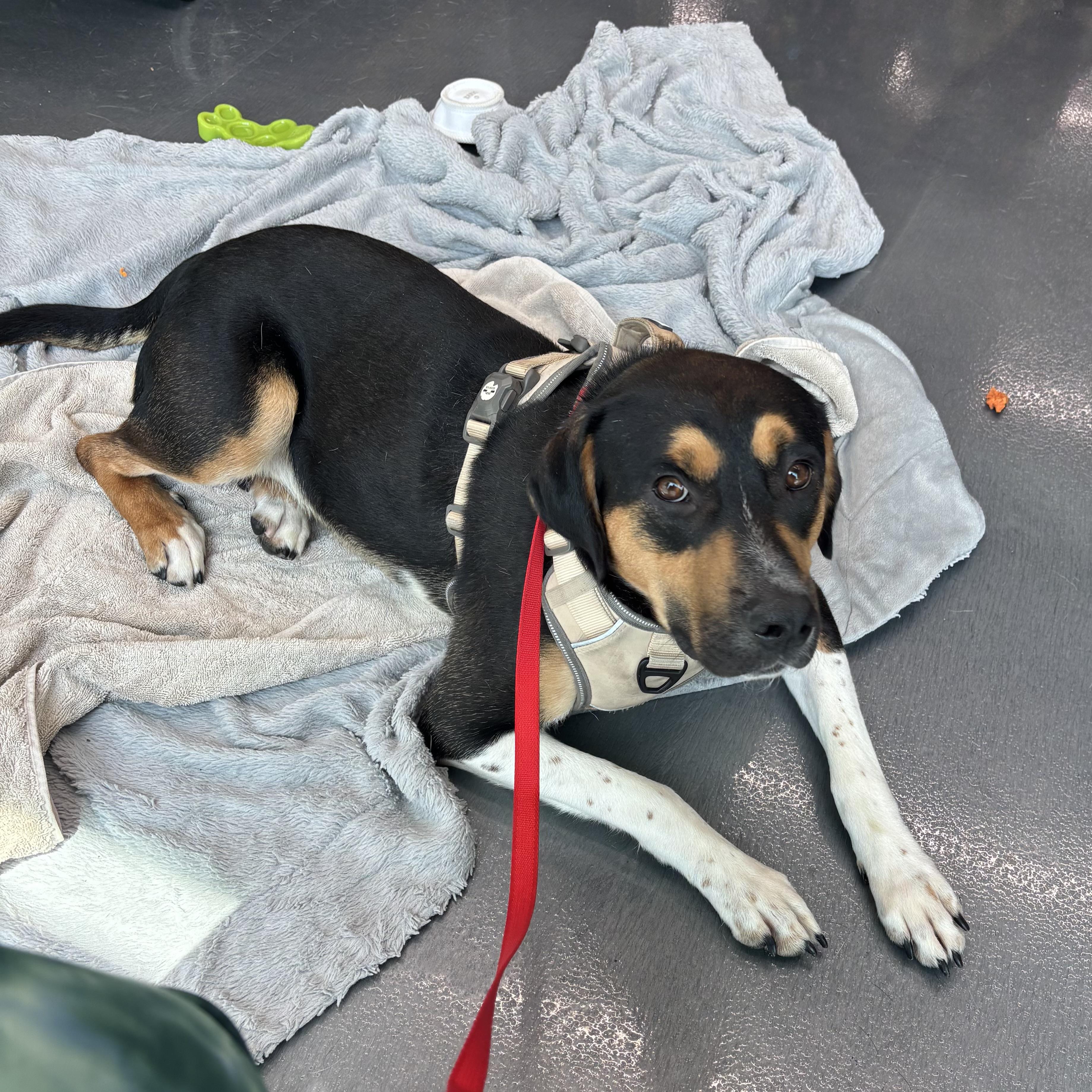 Enlarge Nelson, a ADOPTABLE mixed breed in Joliet, IL image 4/4