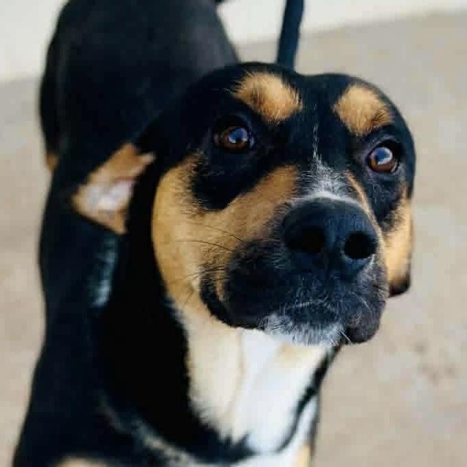 Enlarge Nelson, a ADOPTABLE mixed breed in Joliet, IL image 3/4