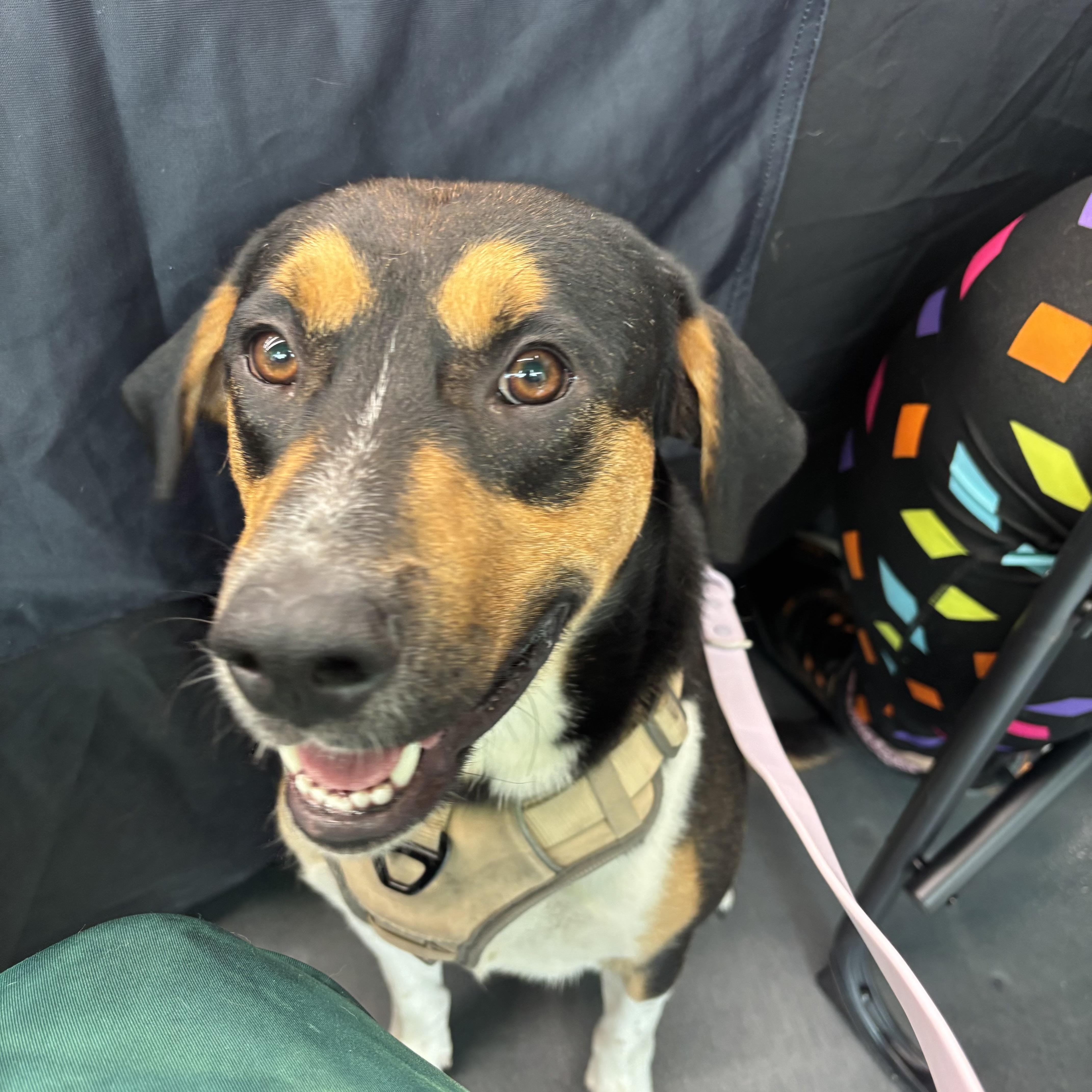 Enlarge Nelson, a ADOPTABLE mixed breed in Joliet, IL image 1/4