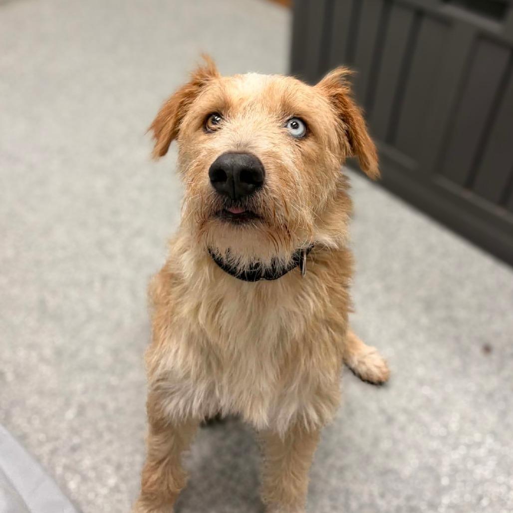 Kane, adopted, Adult Male Terrier.