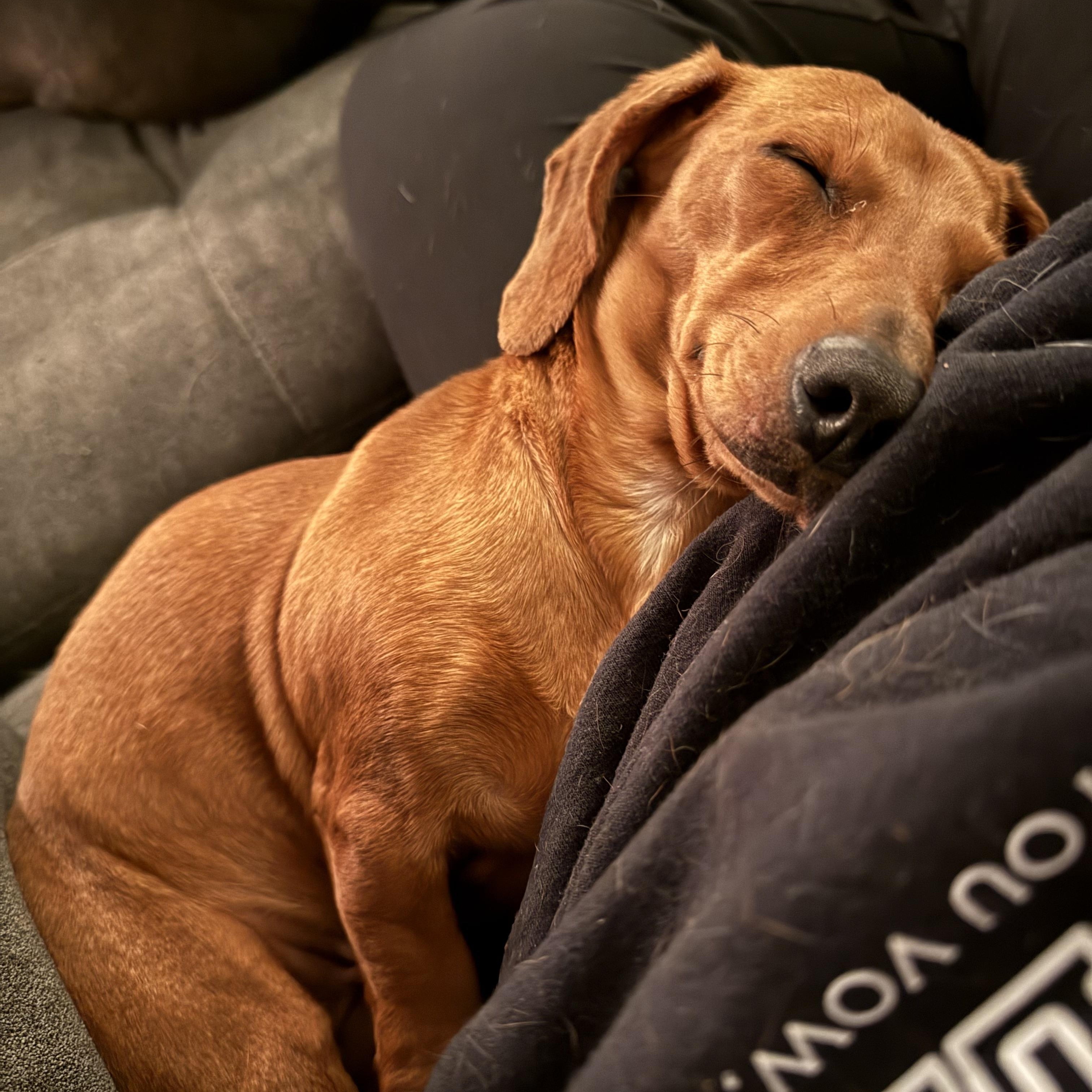 Enlarge Betsy, a Adoptable Dachshund in Omaha, NE image 6/6