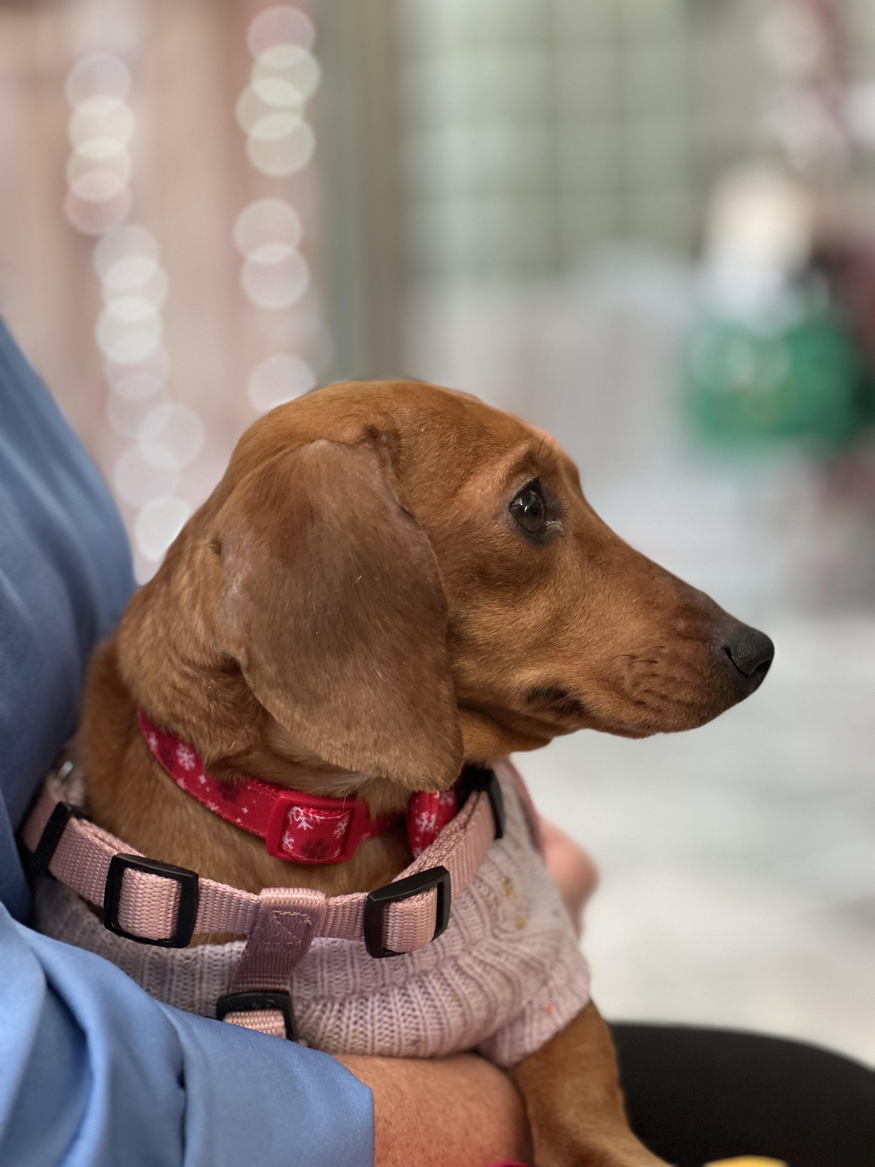 Enlarge Betsy, a Adoptable Dachshund in Omaha, NE image 4/6