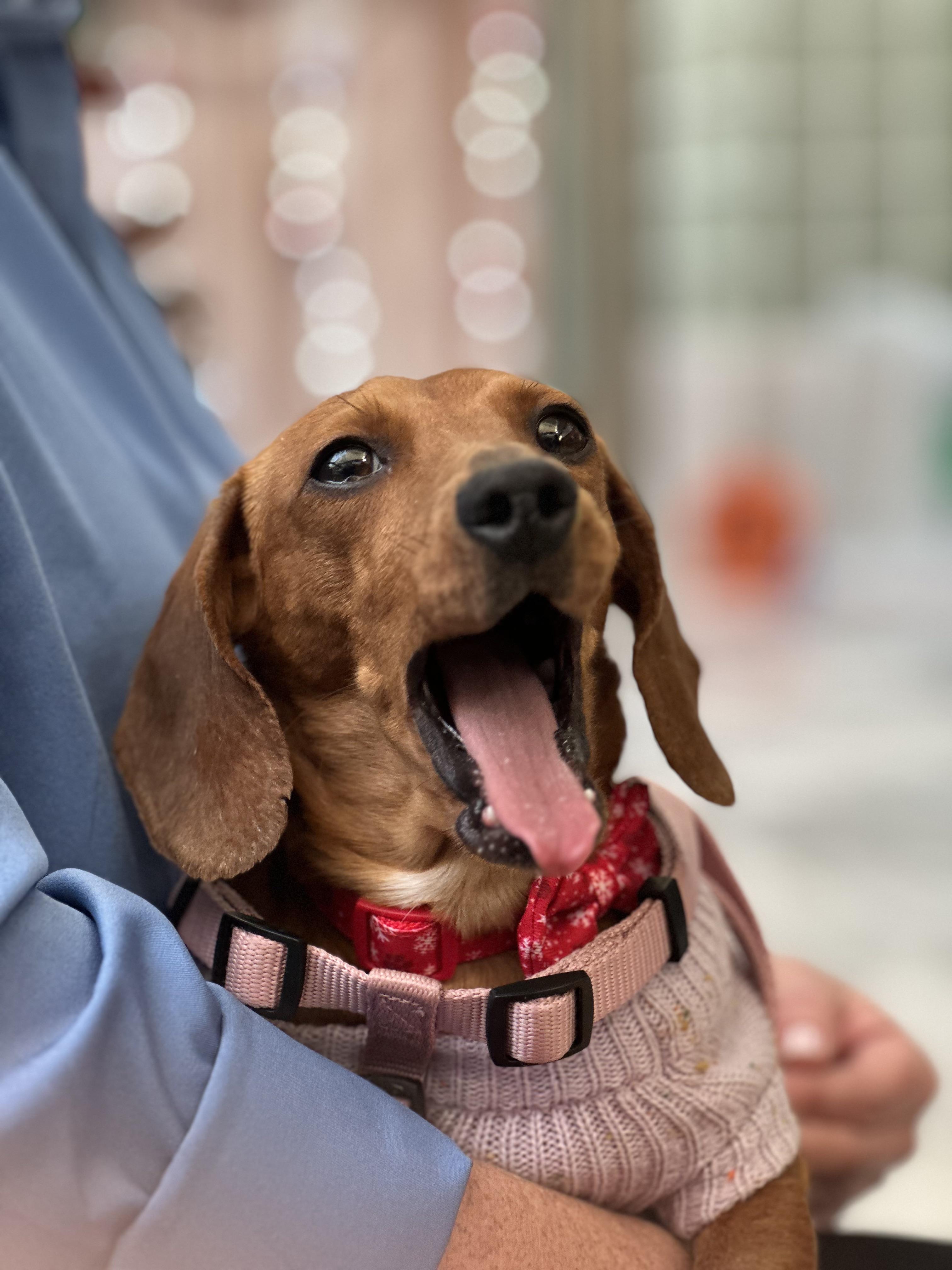 Enlarge Betsy, a Adoptable Dachshund in Omaha, NE image 3/6