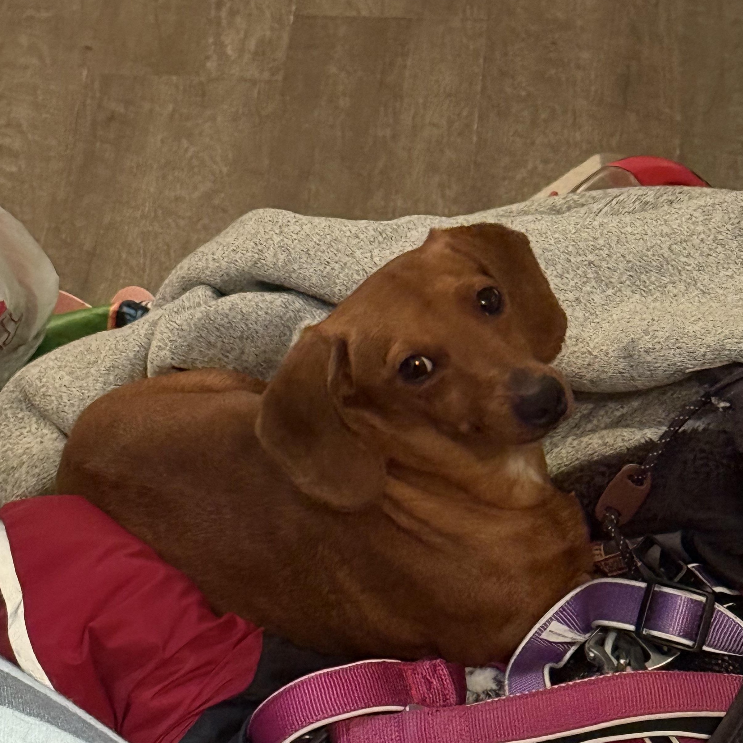 Enlarge Betsy, a Adoptable Dachshund in Omaha, NE image 5/6