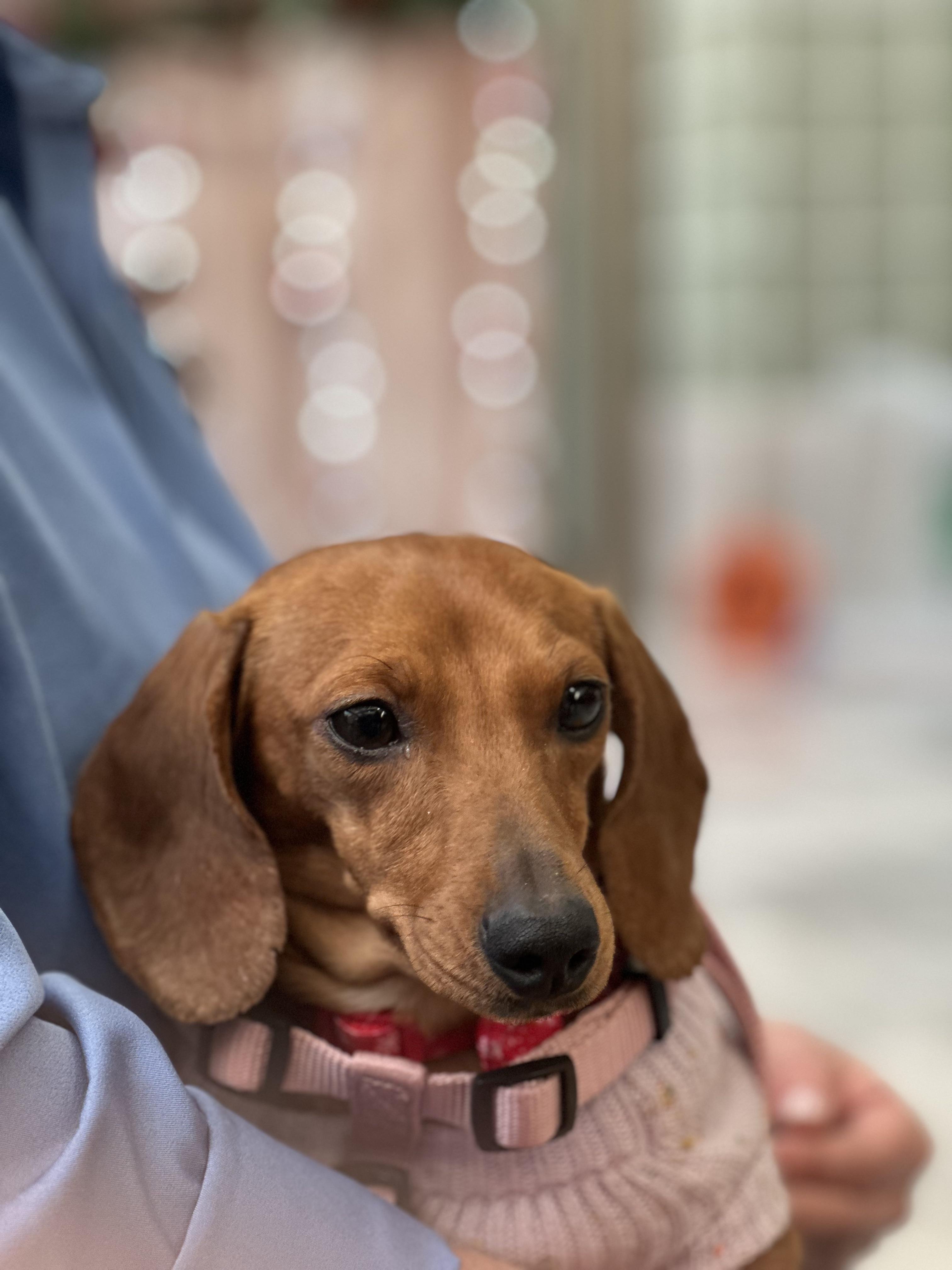 Enlarge Betsy, a Adoptable Dachshund in Omaha, NE image 1/6