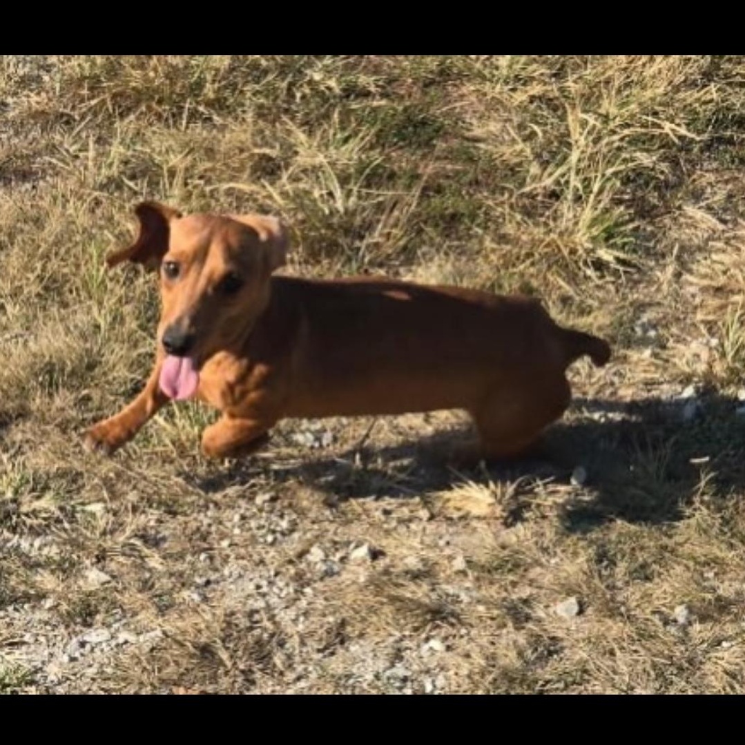 Enlarge Betsy, a Adoptable Dachshund in Omaha, NE image 2/6