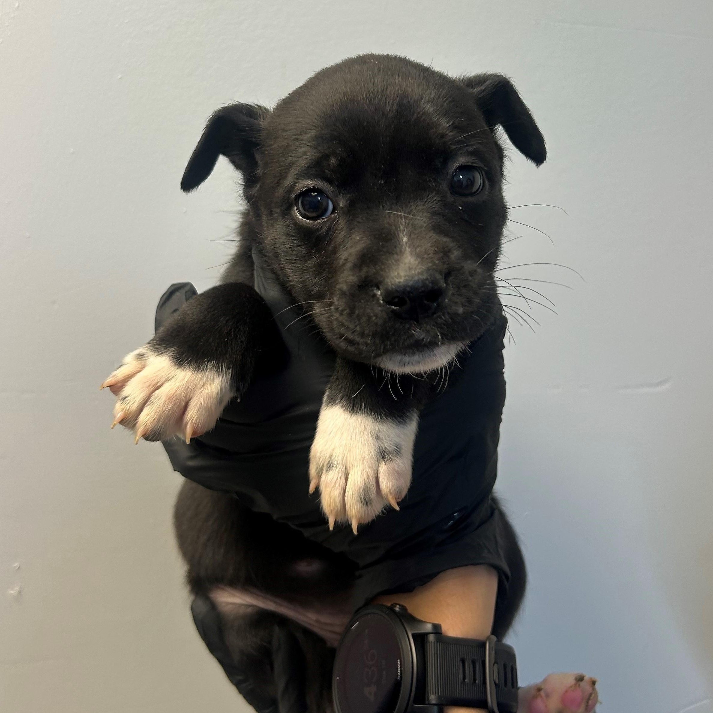 Minnow, adopted, Young Female Pit Bull Terrier.