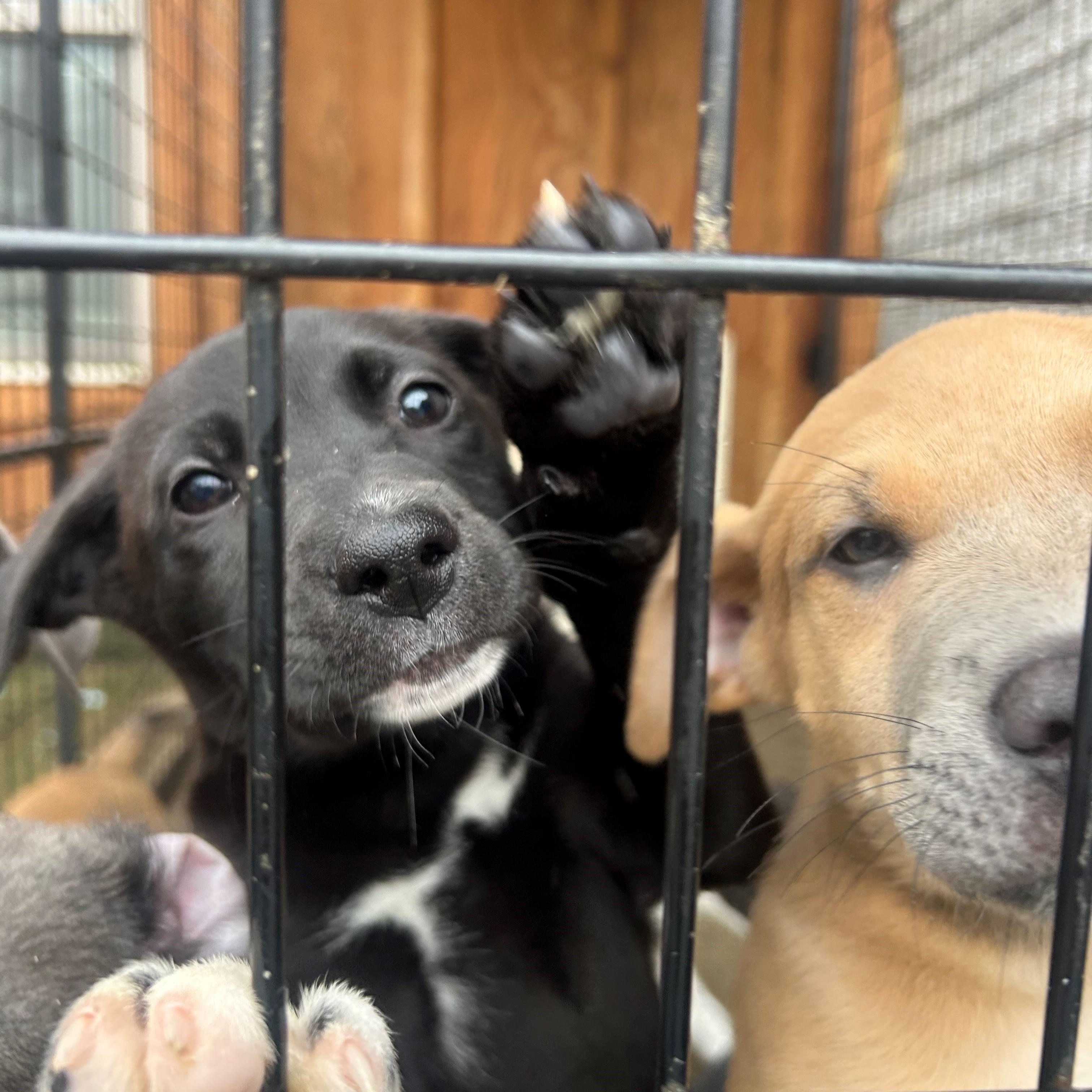 Enlarge Minnow, an adopted mixed breed in Quilcene, WA image 2/2