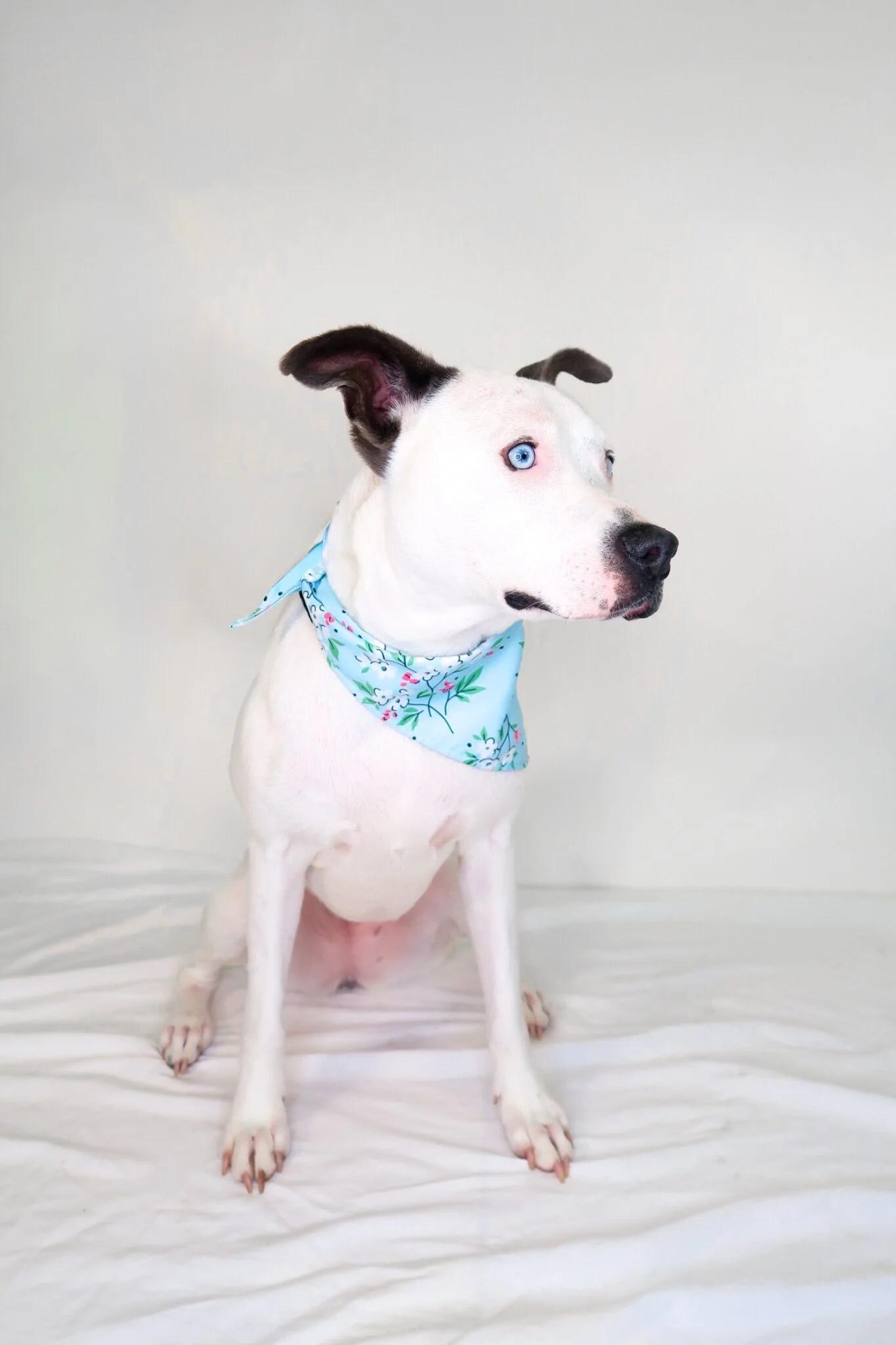 Bre, Adoptable, Adult Female Pit Bull Terrier.