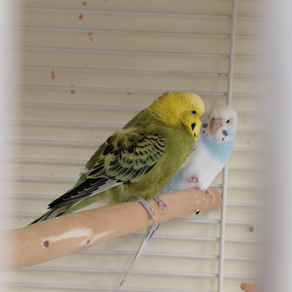 09, Adoptable, Young Male Parakeet (Other).