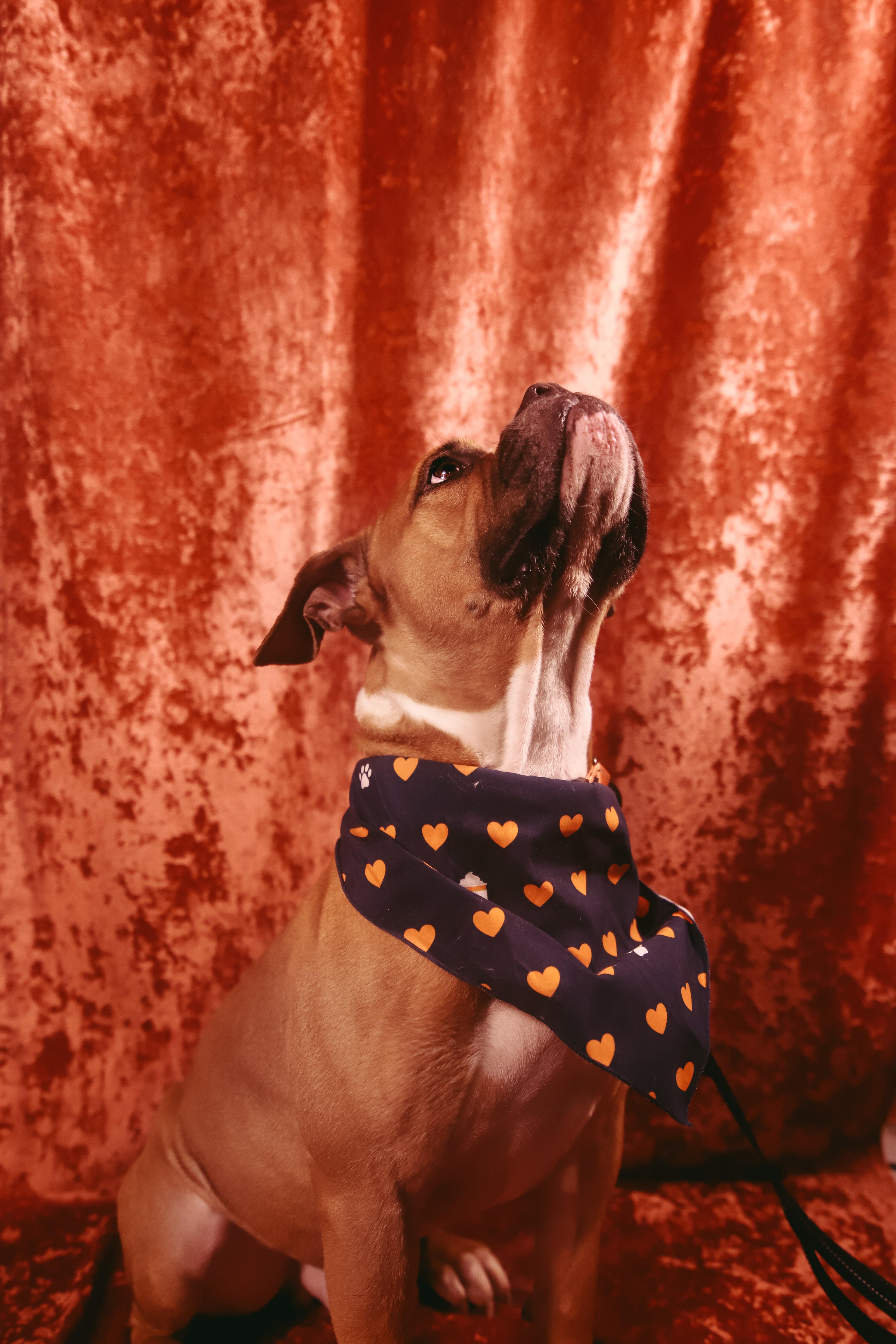 Enlarge Solis, a Adoptable mixed breed in San Juan, PR image 5/5