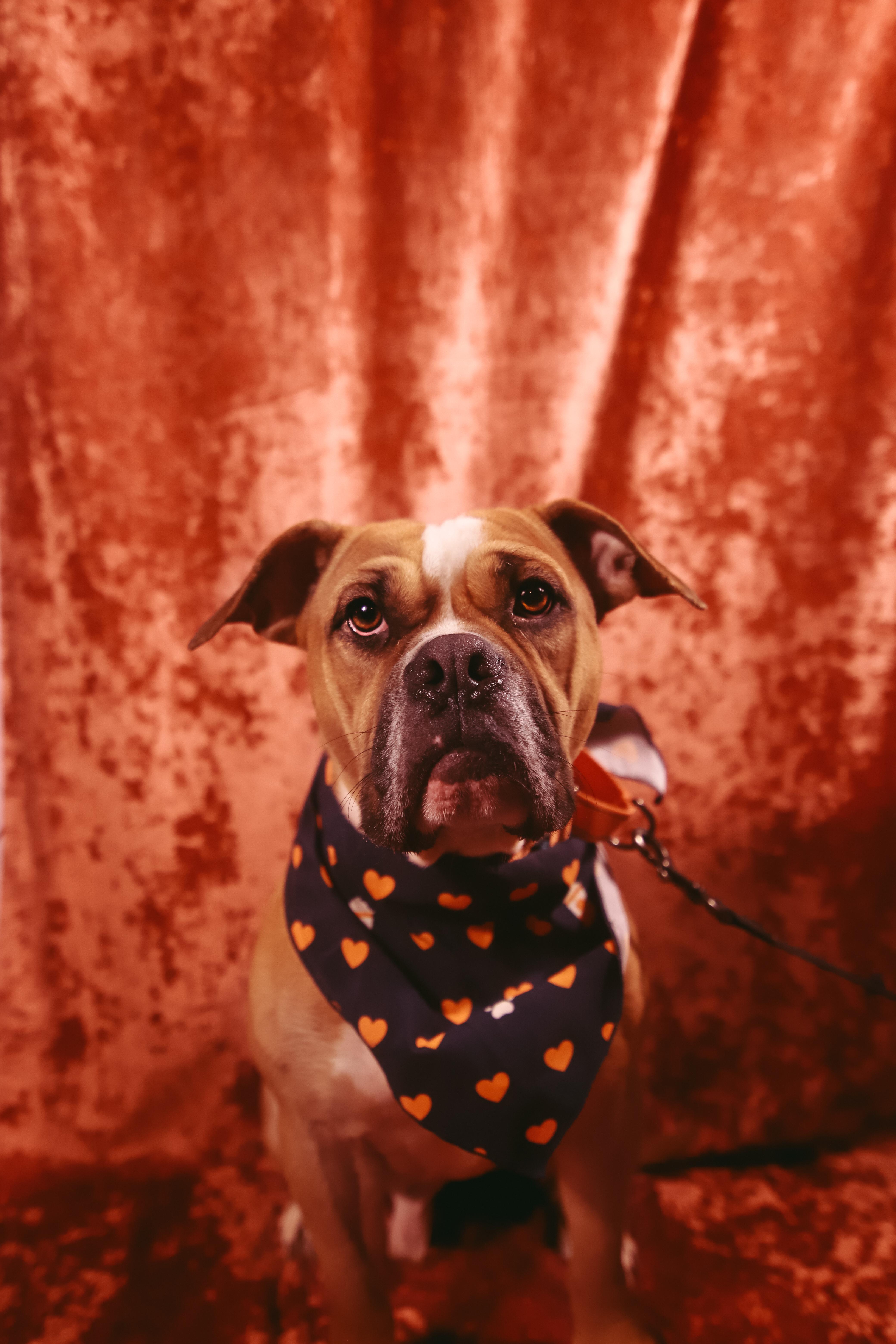 Enlarge Solis, a Adoptable mixed breed in San Juan, PR image 4/5
