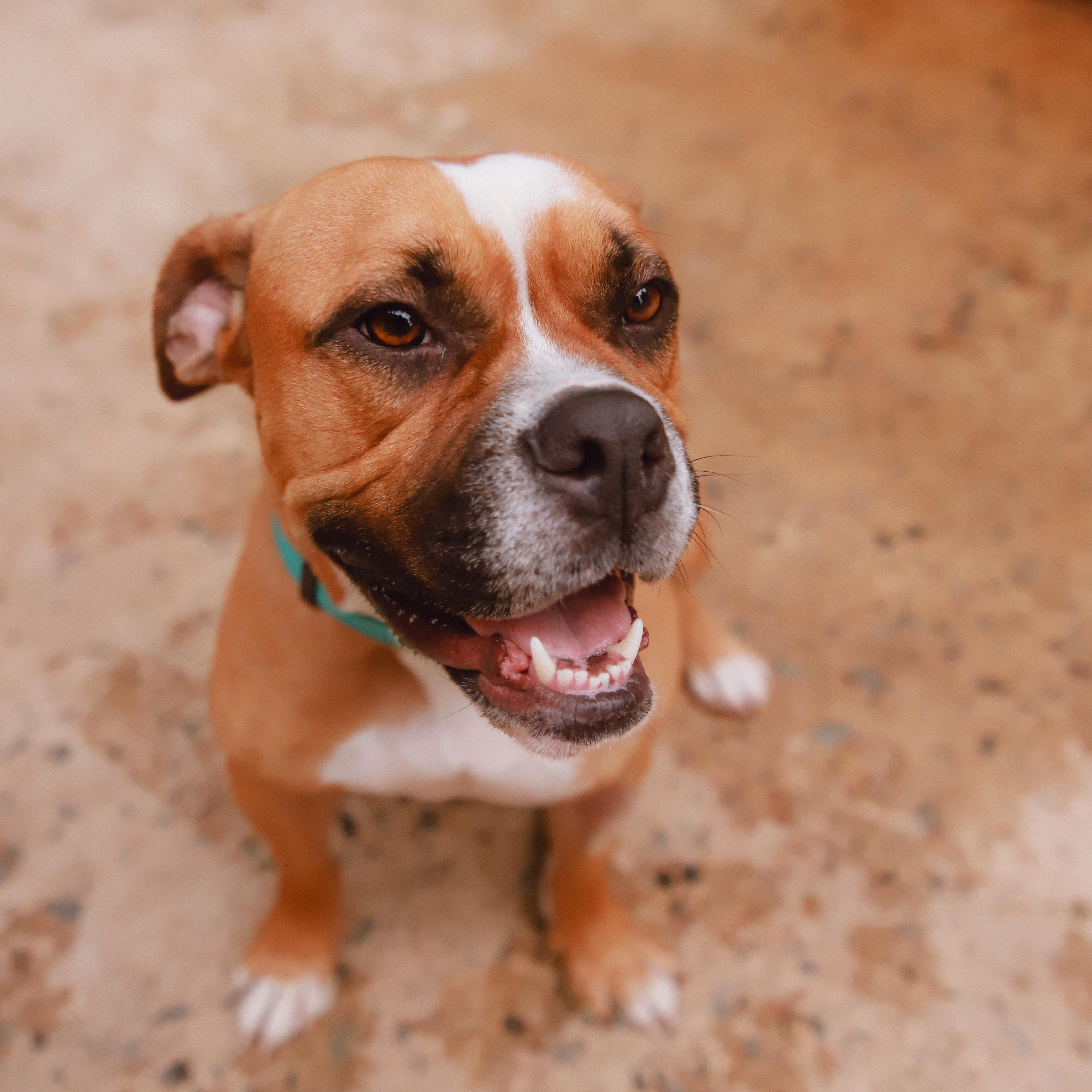 Solis, a ADOPTABLE mixed breed in San Juan, PR image 3/4