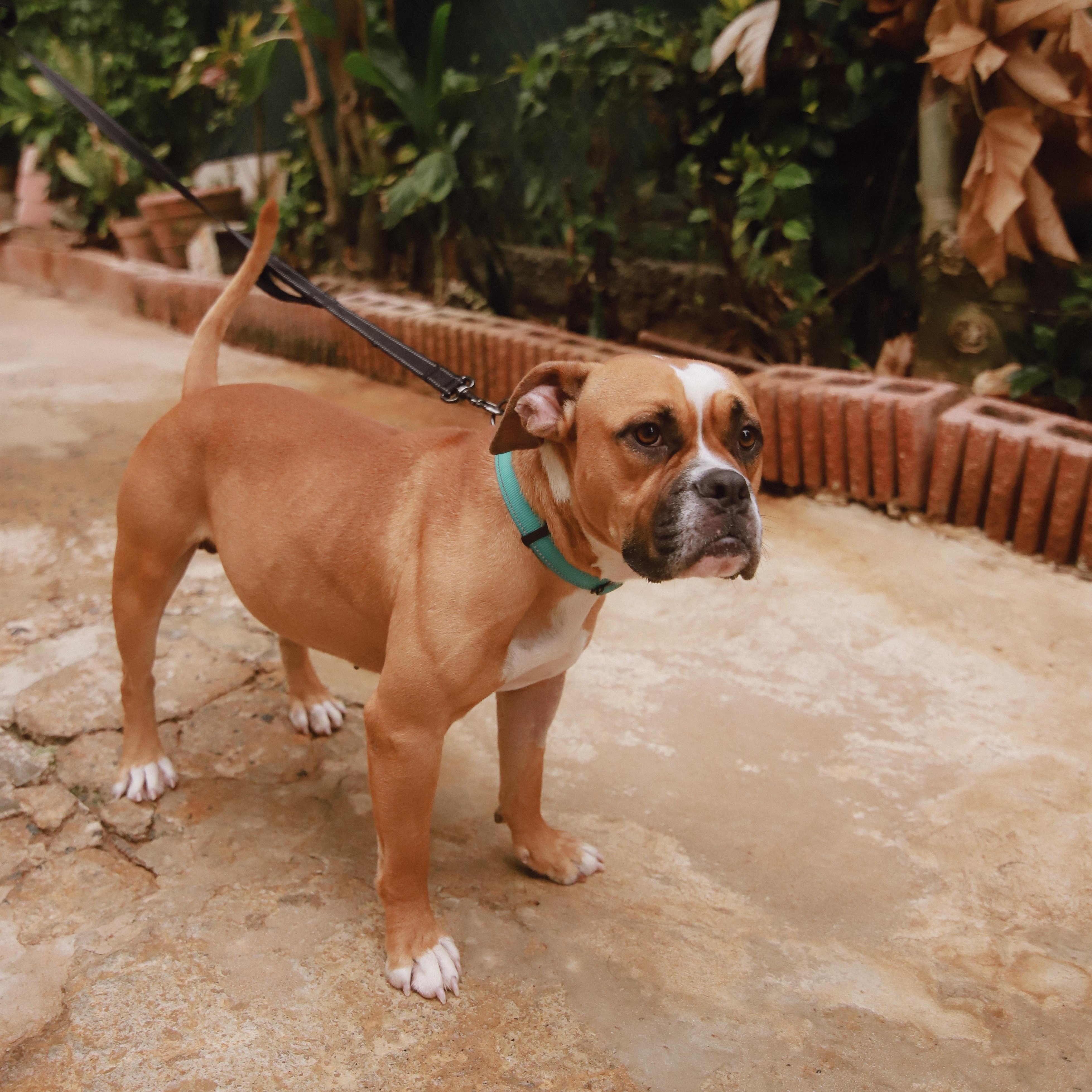Solis, a ADOPTABLE mixed breed in San Juan, PR image 2/4