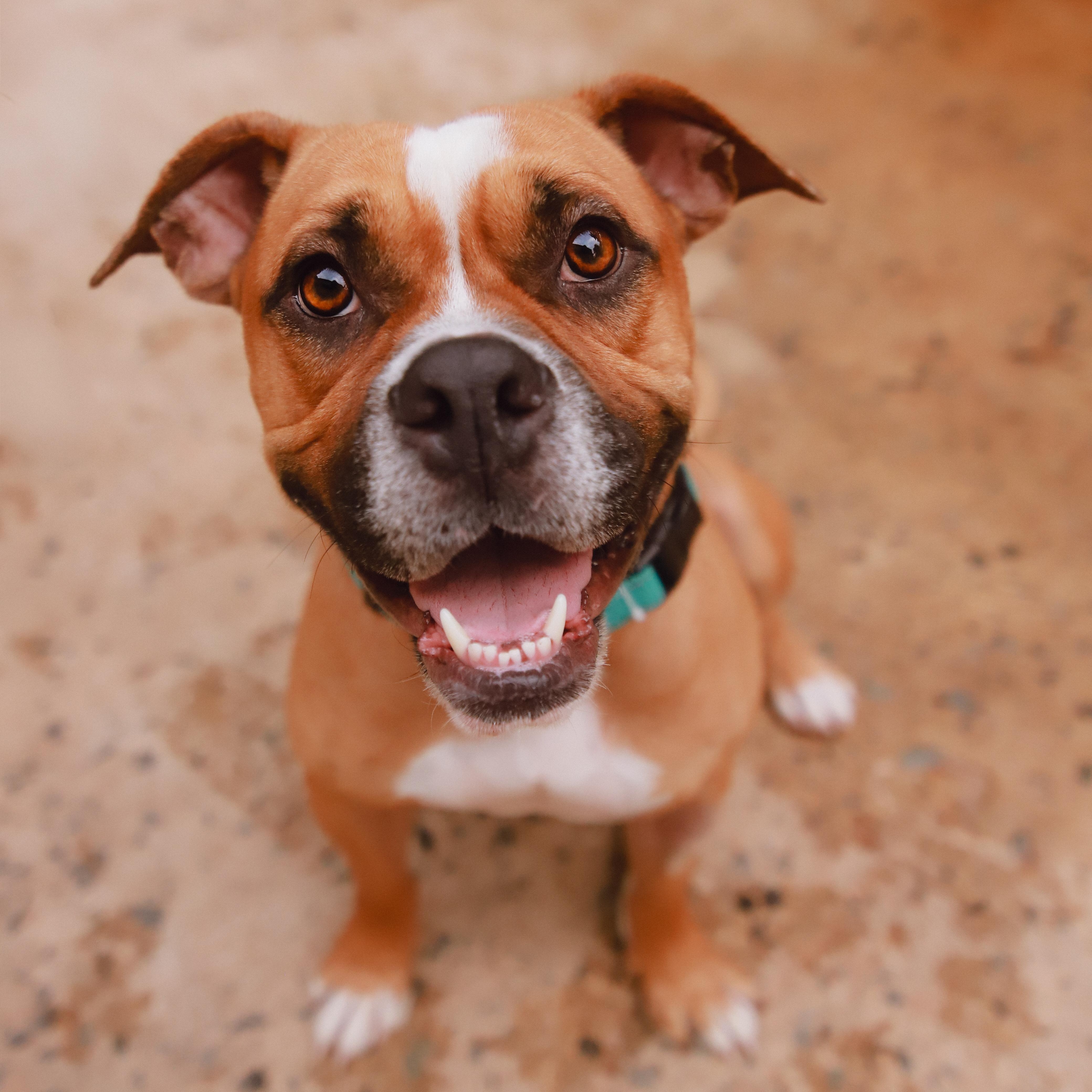 Solis, ADOPTABLE, Adult Male Boxer.