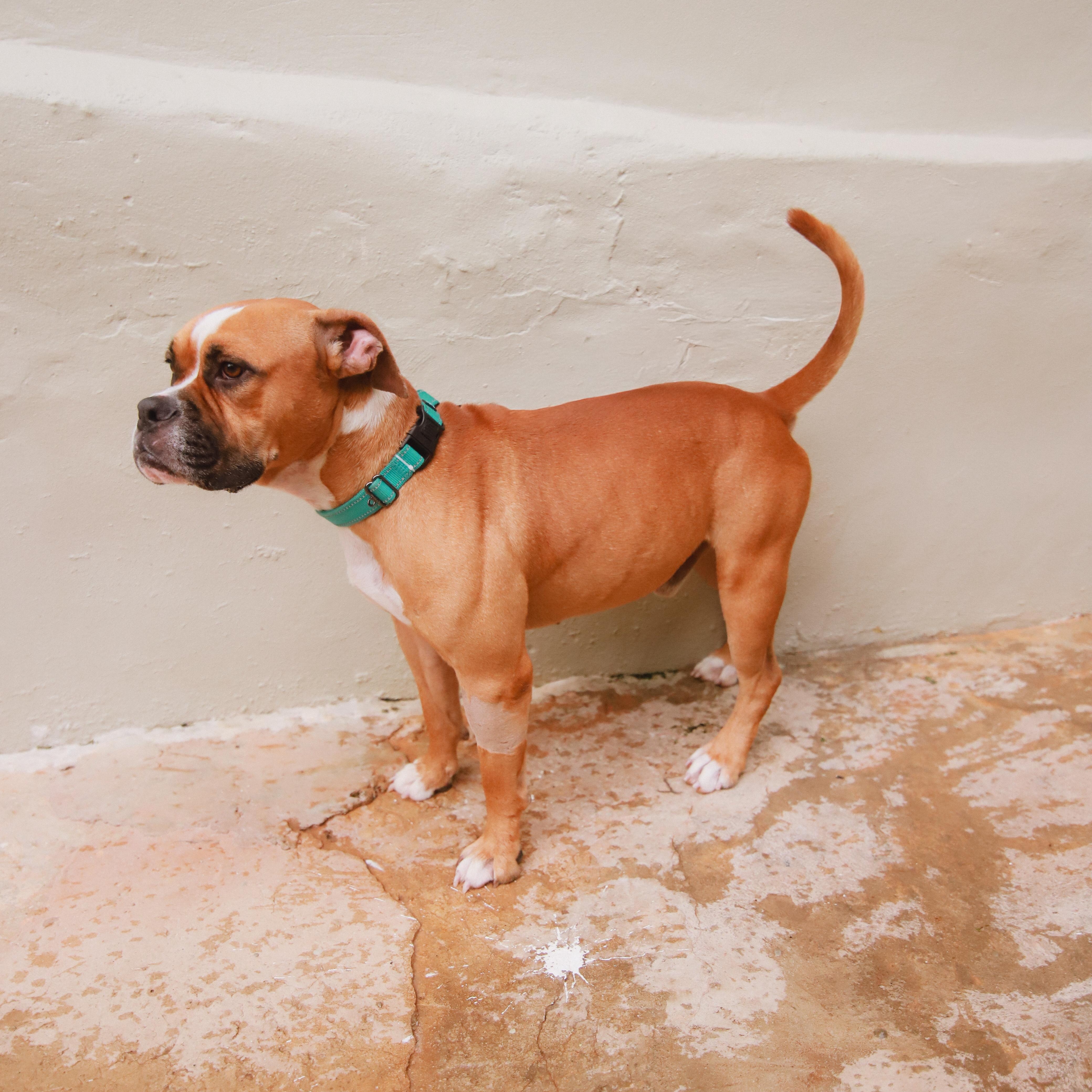 Solis, a ADOPTABLE mixed breed in San Juan, PR image 4/4