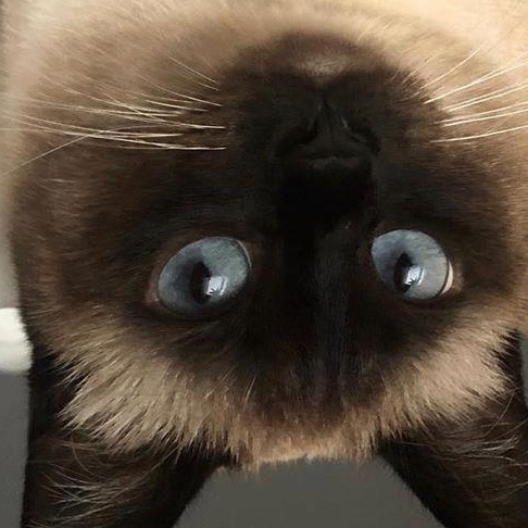 Mayo- prod test not adoptable, an adopted Applehead Siamese in Bettles, MN image 2/4