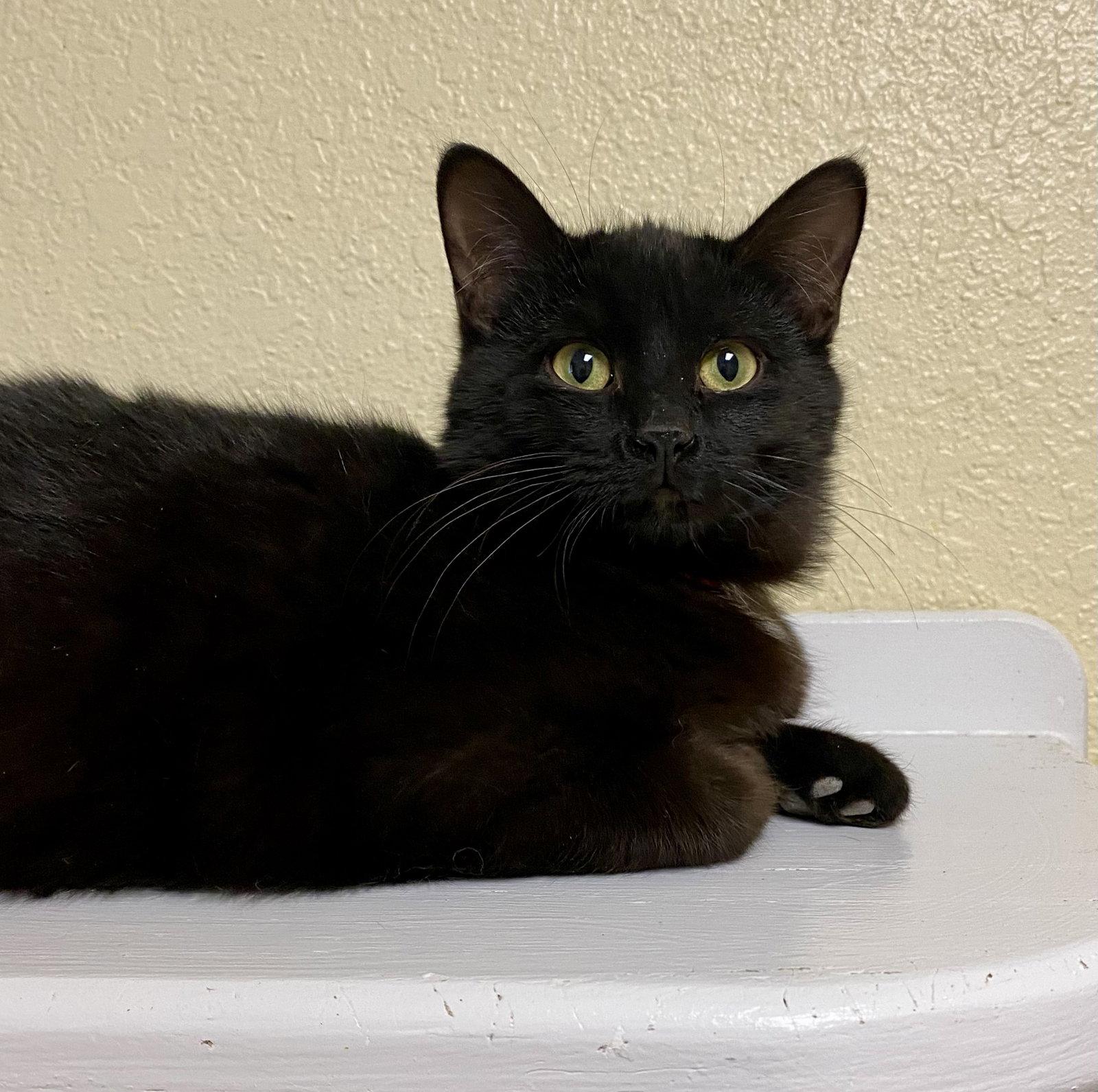 Kori King, Adoptable, Young Male Domestic Short Hair.