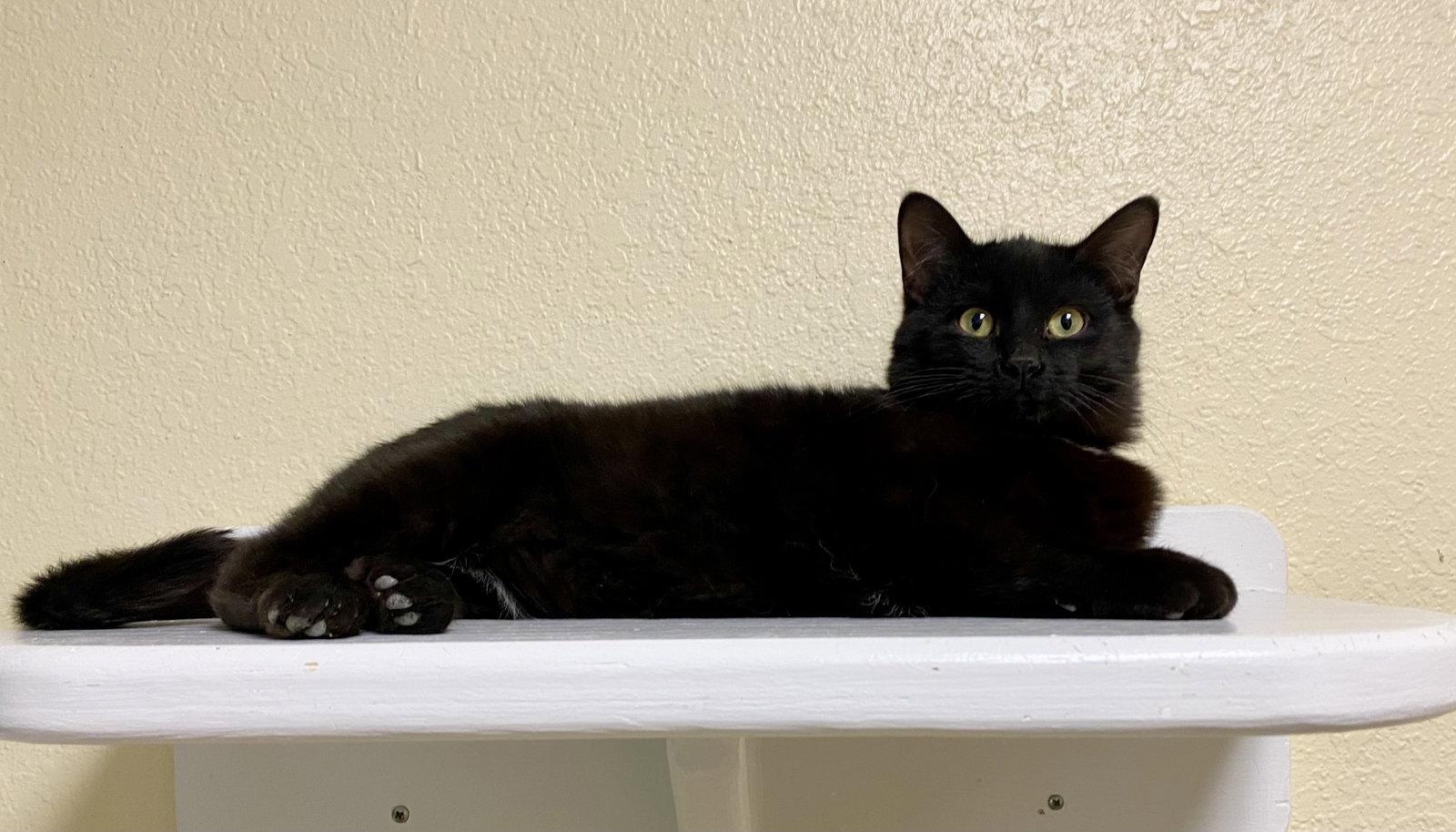 Enlarge Kori King, a Adoptable Domestic Short Hair in Fargo, ND image 2/2