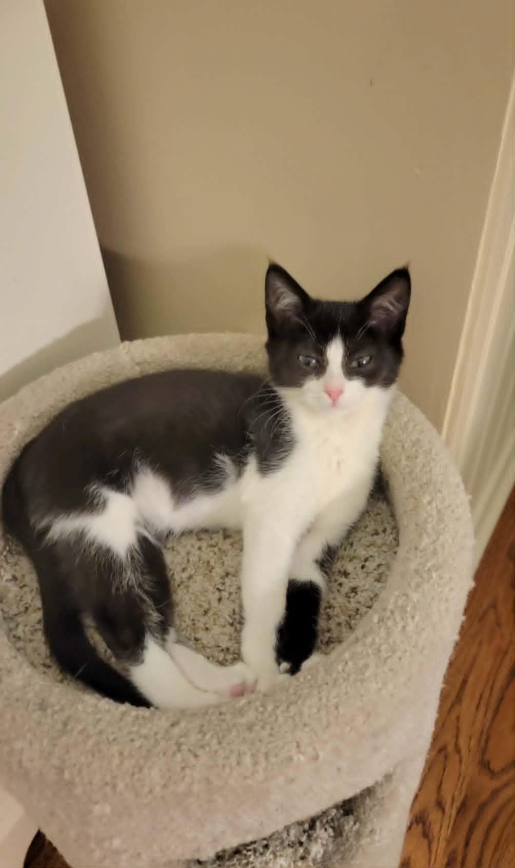 Enlarge Daphne, a Adoptable mixed breed in Brentwood , TN image 2/5