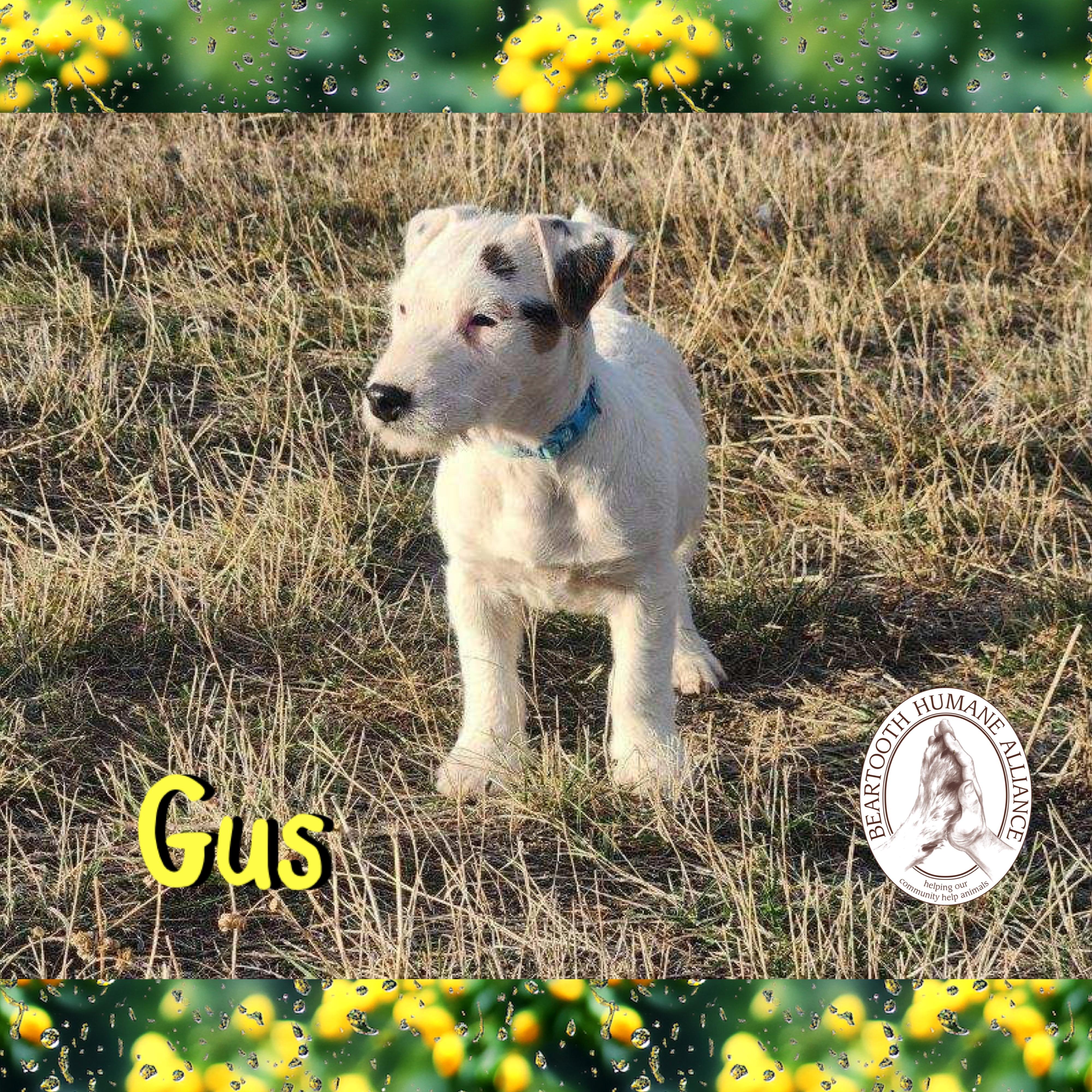 Enlarge Gus, an adoption pending mixed breed in Red Lodge, MT image 2/2