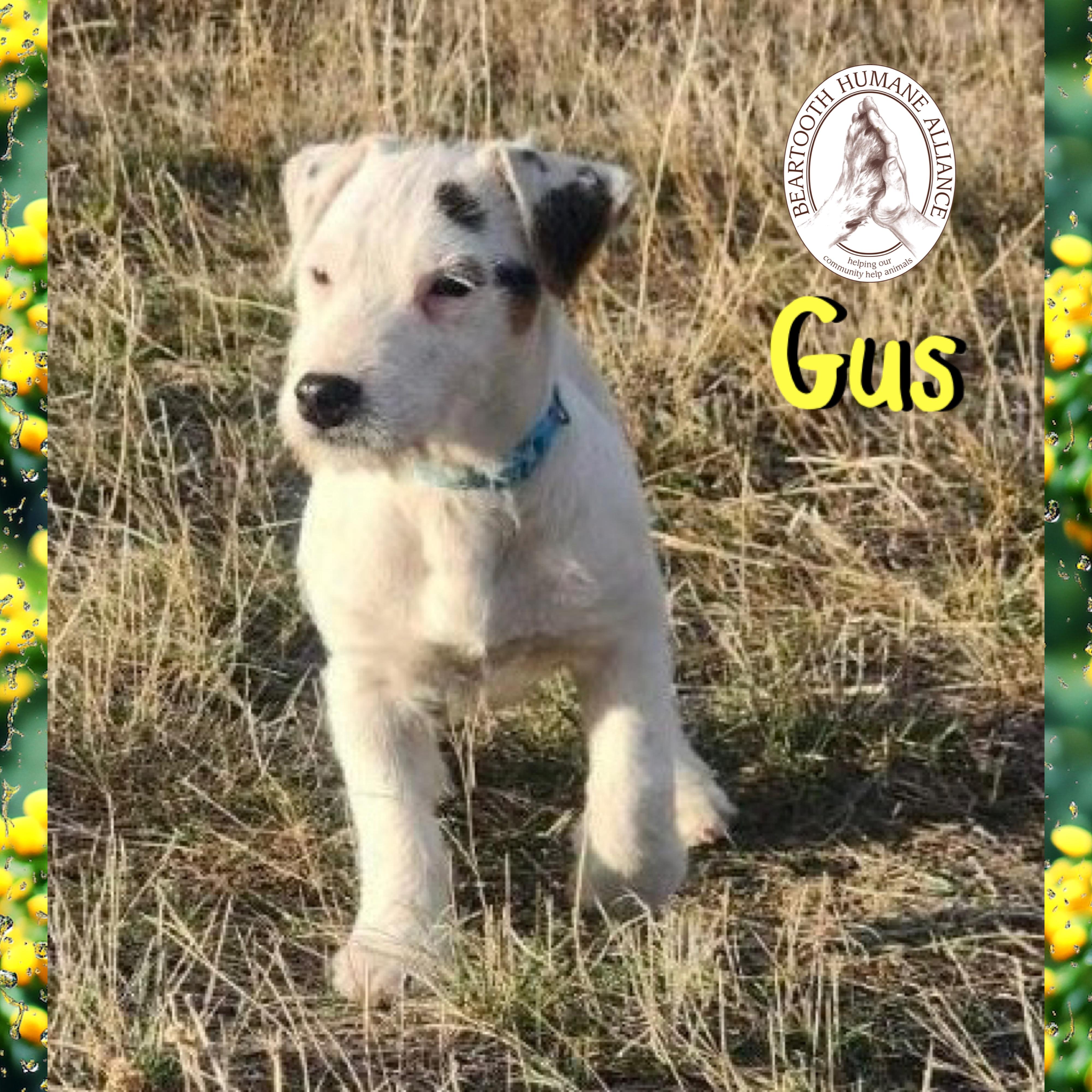 Enlarge Gus, an adoption pending mixed breed in Red Lodge, MT image 1/2
