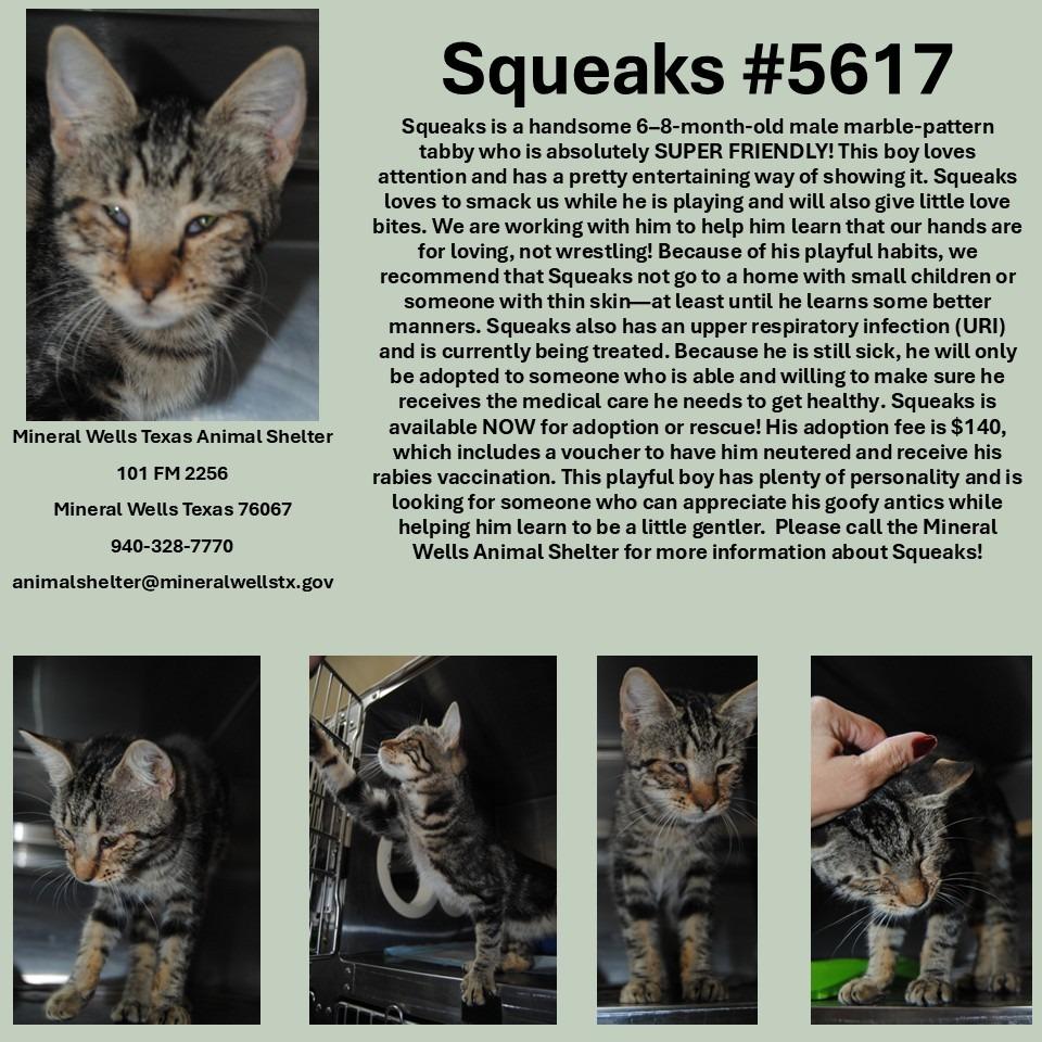 5617 Squeaks, Adoptable, Kitten Male Domestic Short Hair.