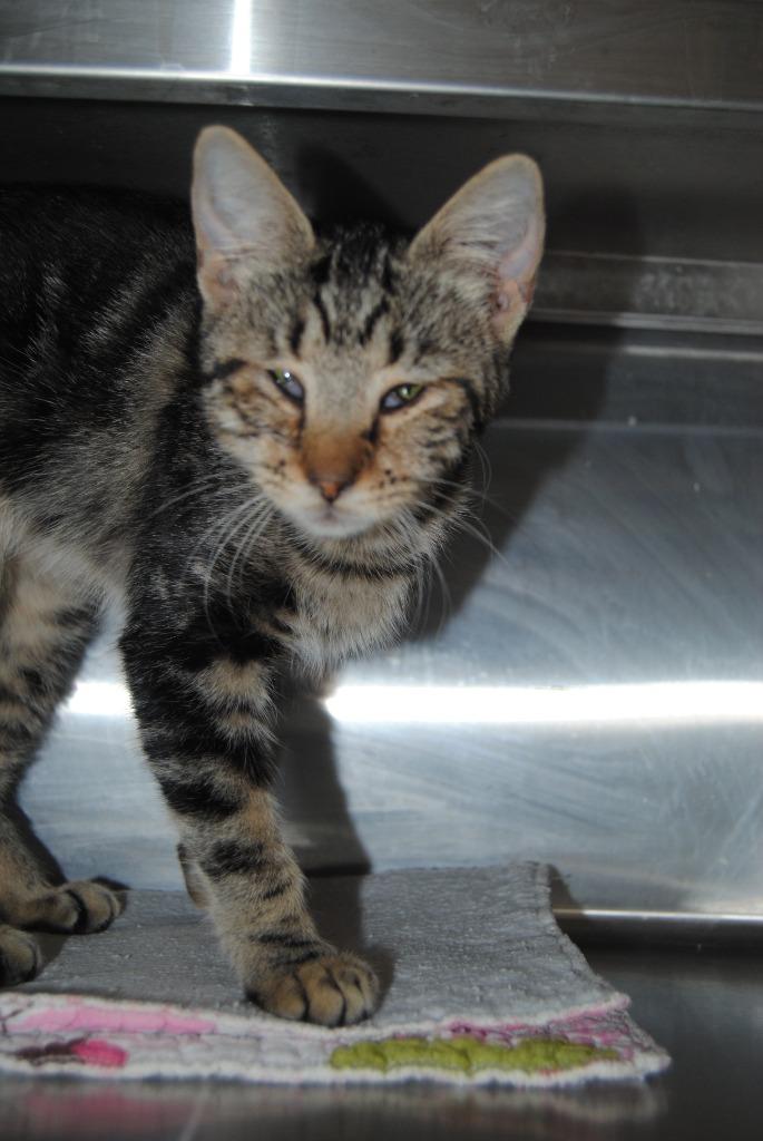Enlarge 5617 Squeaks, a Adoptable mixed breed in Mineral Wells, TX image 2/2