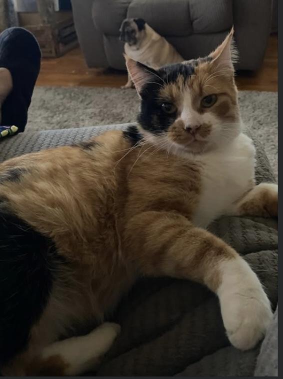 Autumn, Adoptable, Adult Female Calico.