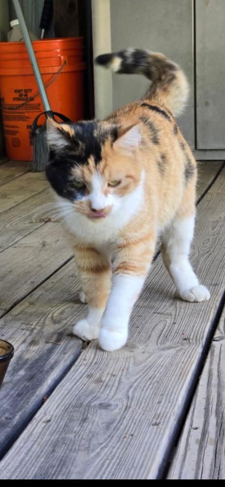 Enlarge Autumn, a Adoptable mixed breed in Plumerville, AR image 2/2