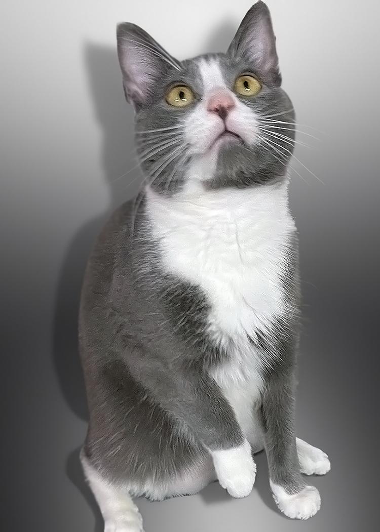 Pepper, a Adoptable Domestic Short Hair in Weehawken, NJ image 1/3