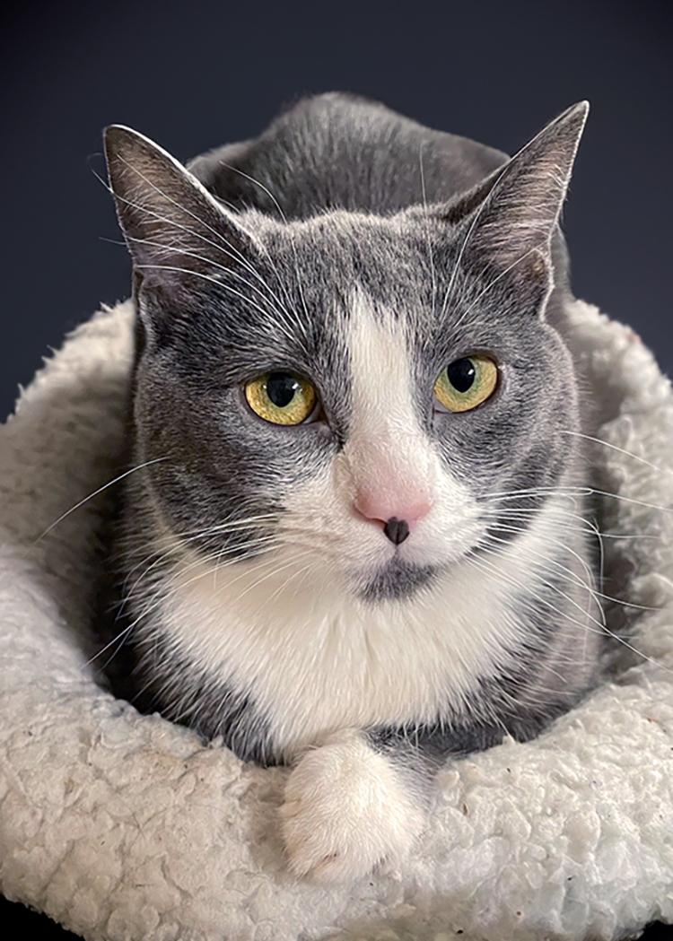 Pepper, a Adoptable Domestic Short Hair in Weehawken, NJ image 2/3