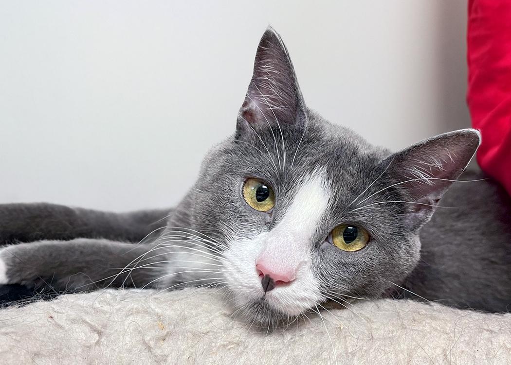 Pepper, Adult Male Domestic Short Hair