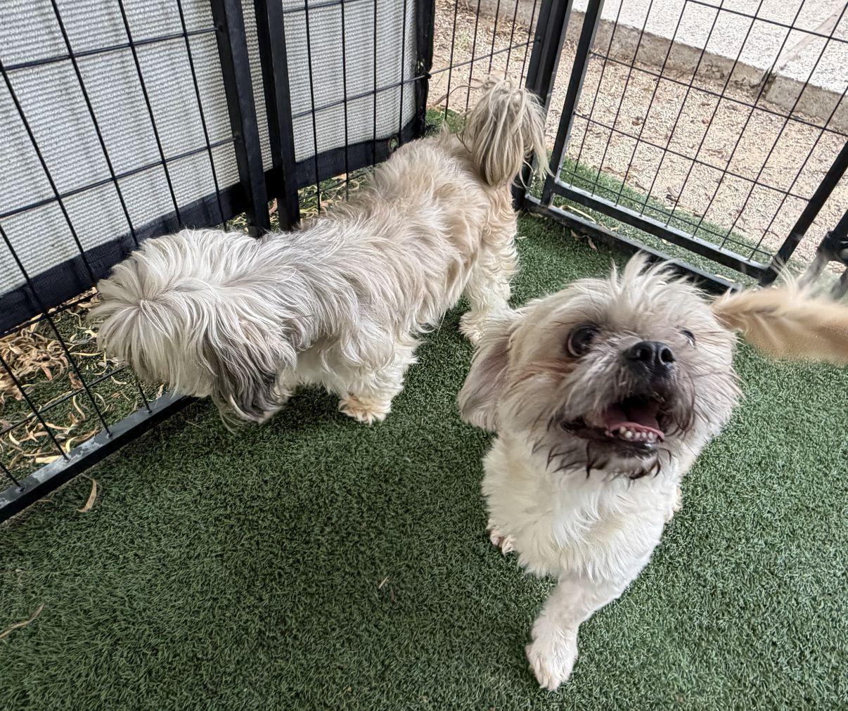 Enlarge Fred, a Adopted mixed breed in El Paso, TX image 3/6