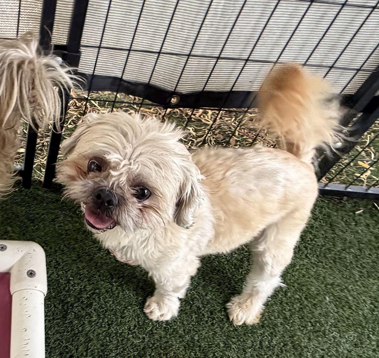 Enlarge Fred, a Adopted mixed breed in El Paso, TX image 2/6
