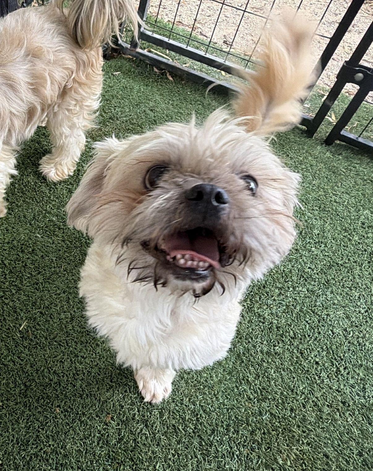 Enlarge Fred, a Adopted mixed breed in El Paso, TX image 1/6