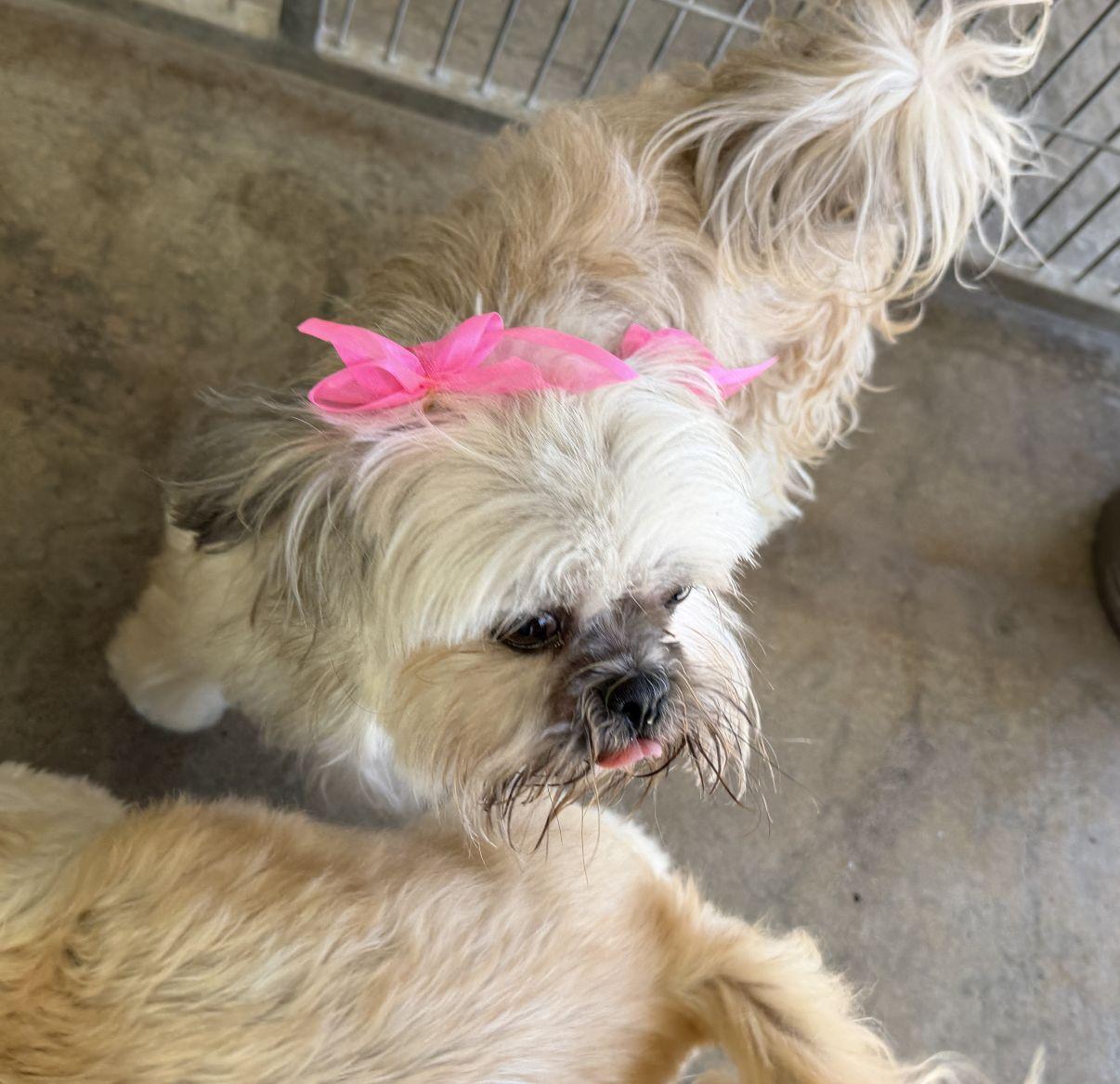 Enlarge Fred, a Adopted mixed breed in El Paso, TX image 6/6