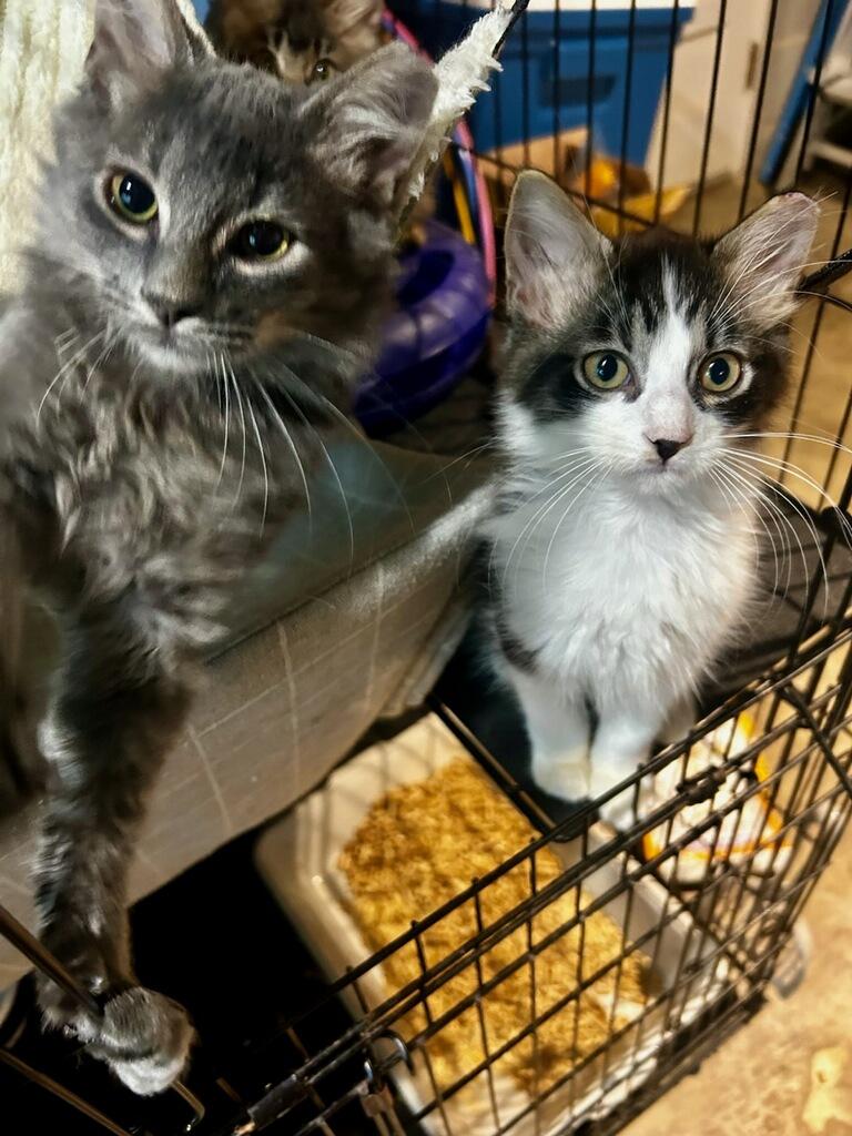 Enlarge Biscuit, a Adoptable Domestic Long Hair in Fort Oglethorpe, GA image 2/5
